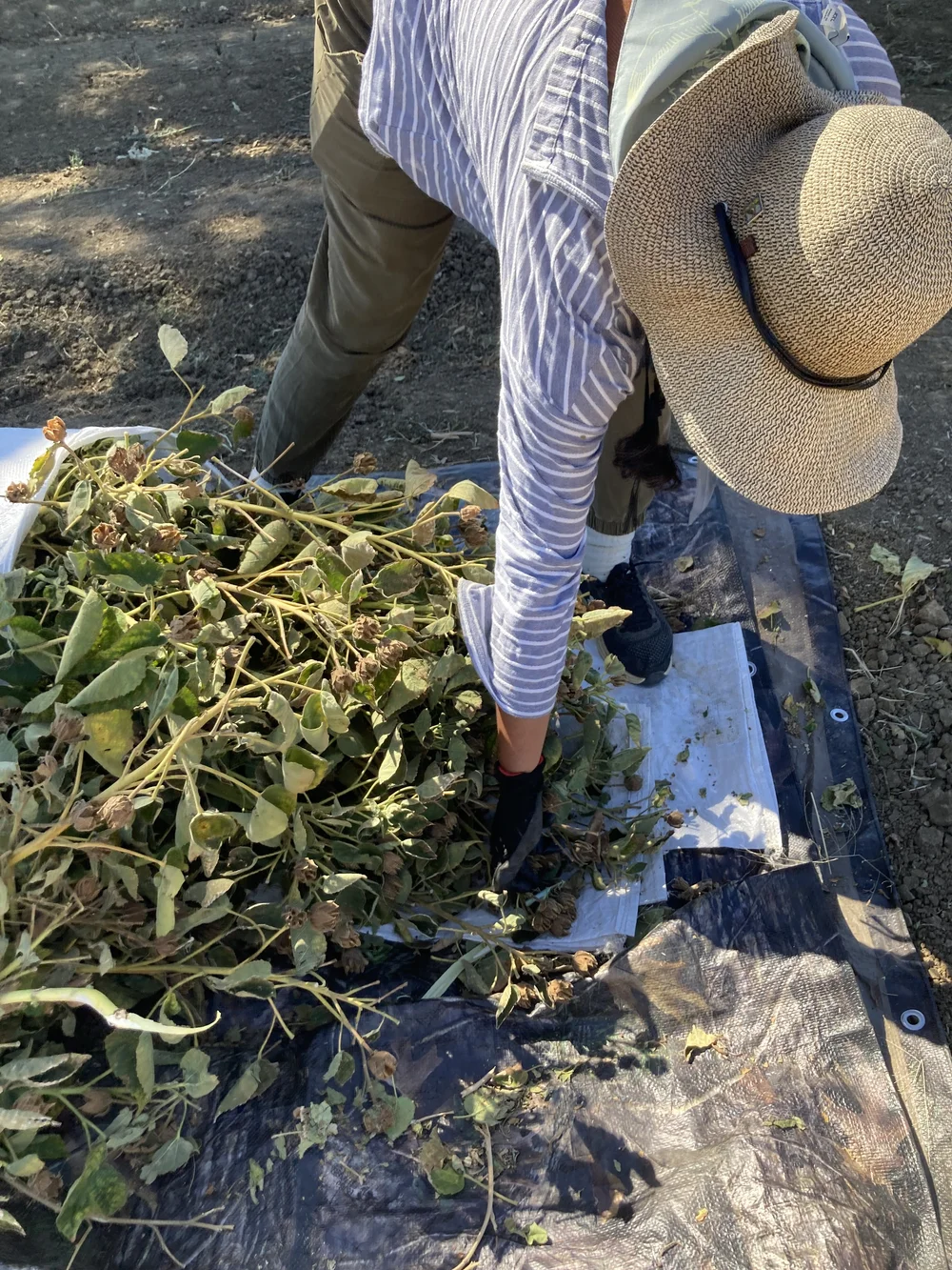 hibiscus gathering.JPG