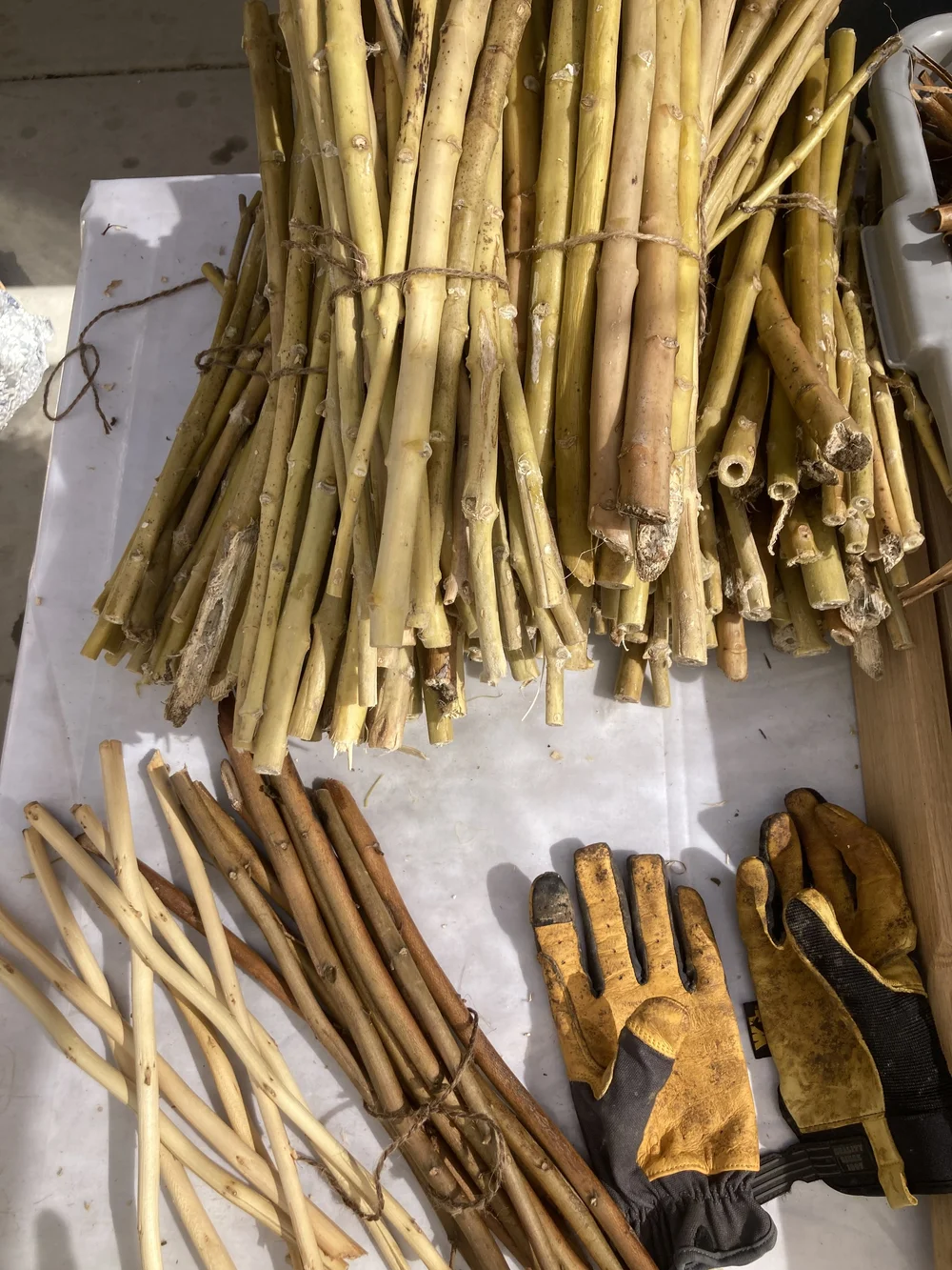 steamed ready to strip.JPG