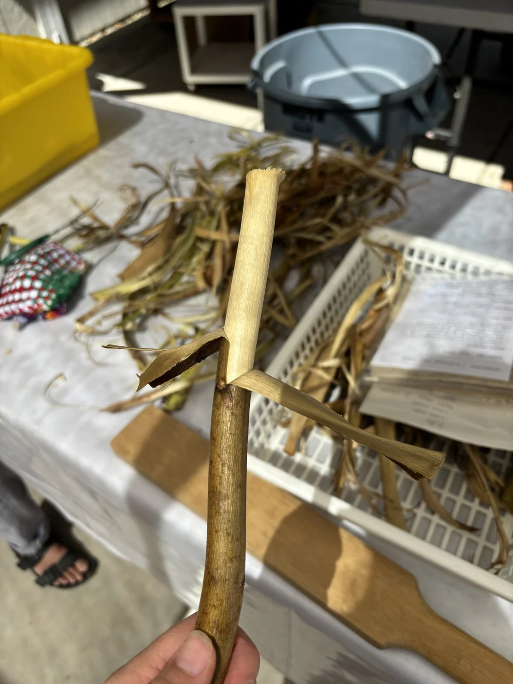 stripping hibiscus 2024.jpg