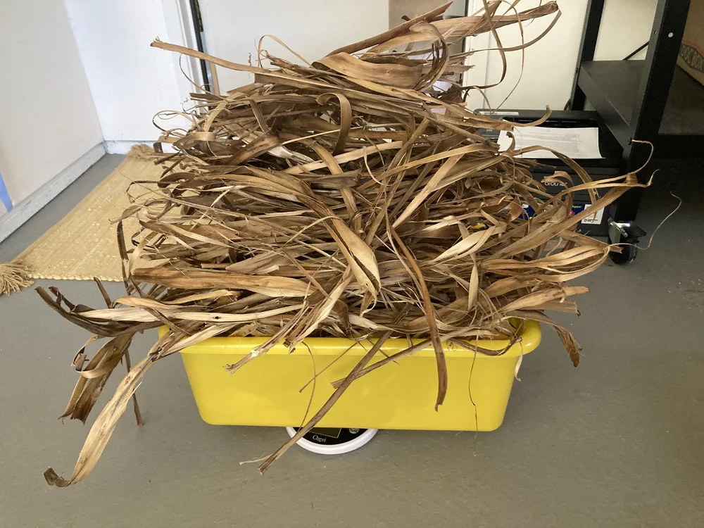 weighing hibiscus.JPG