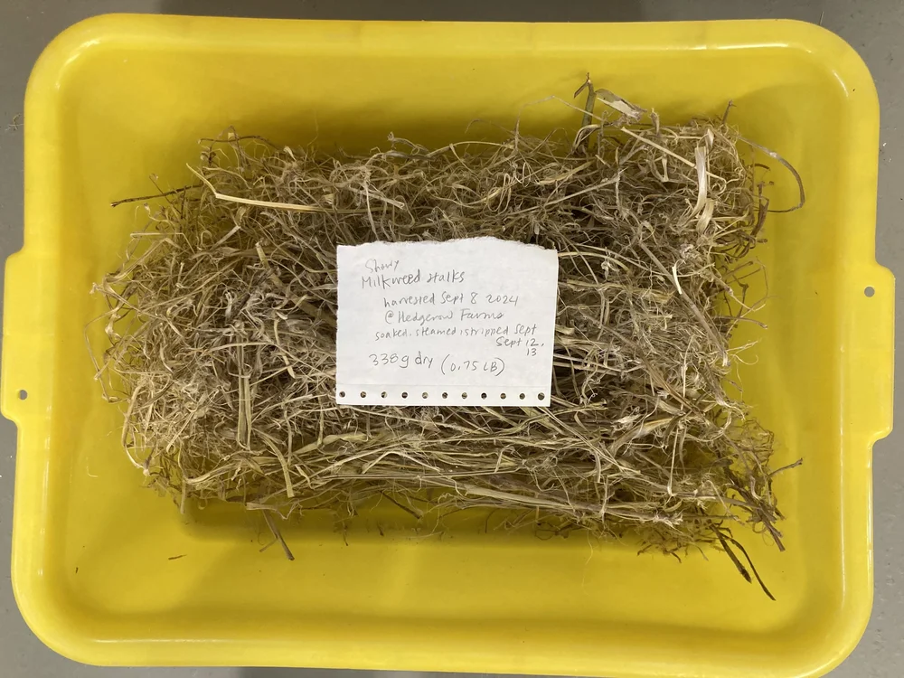 weighed milkweed.jpg