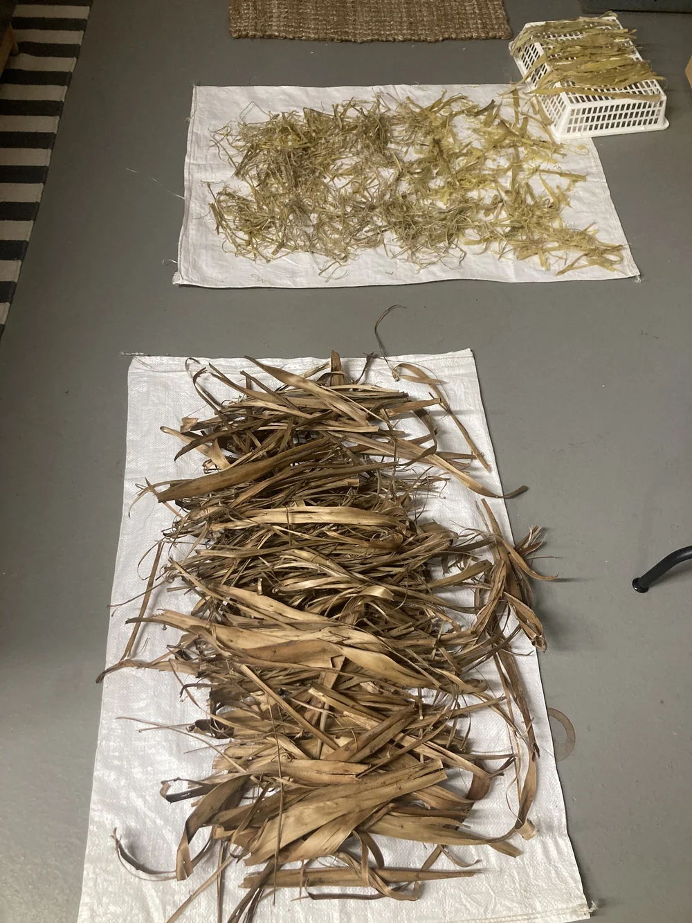 stripped hibiscus and milkweed.JPG