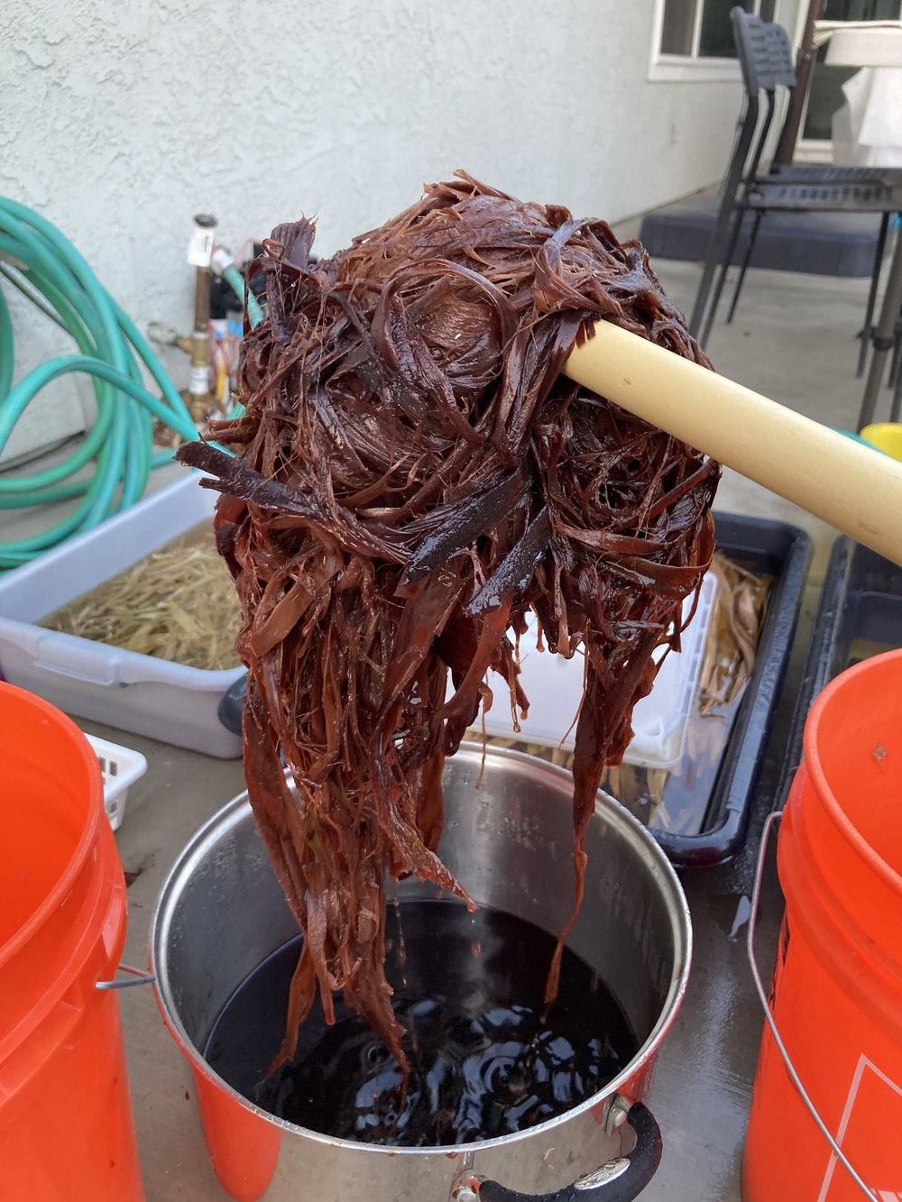 cooked hibiscus from pot.JPG