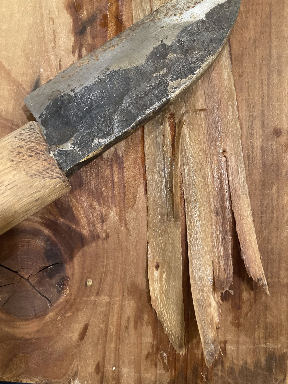 scraping hibiscus.JPG