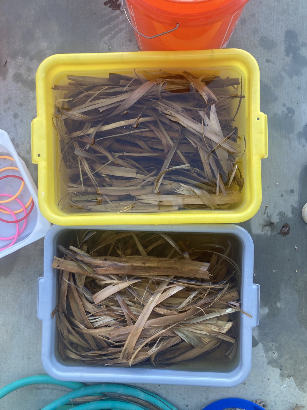 soaking hibiscus.JPG