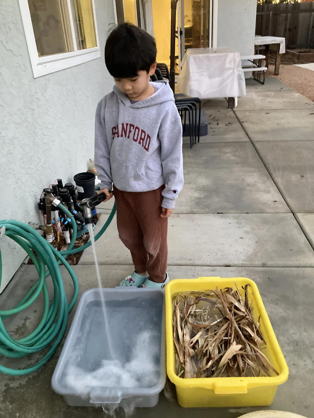 soaking hibiscus november.JPG
