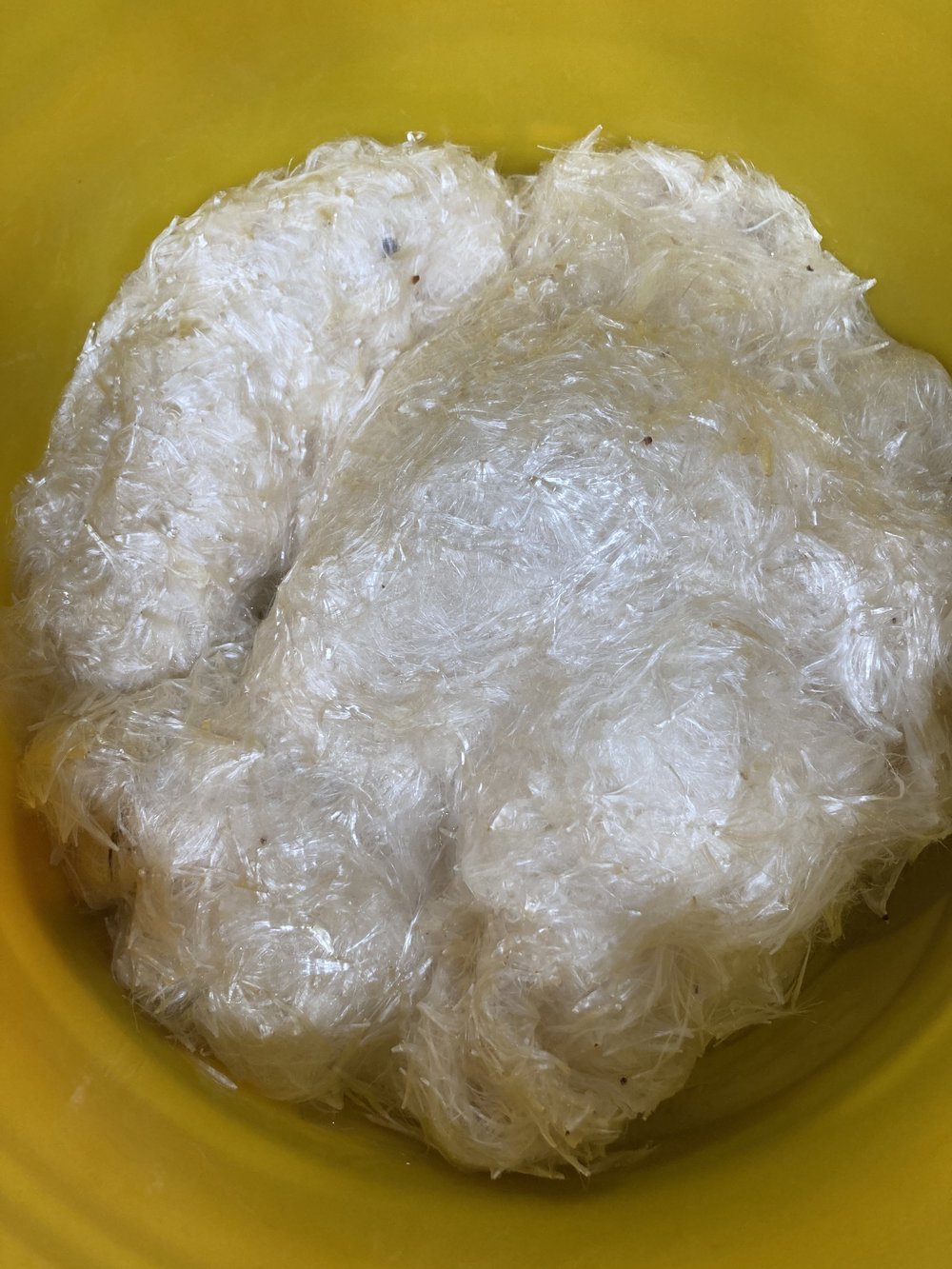 soaking milkweed floss.JPG