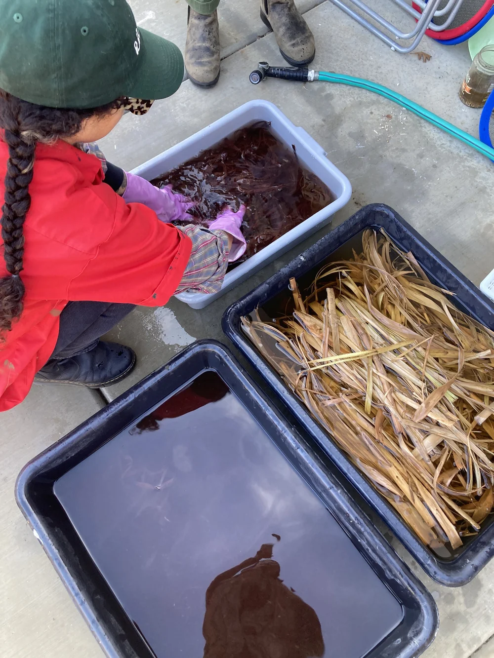 rinsing cooked hibiscus.JPG