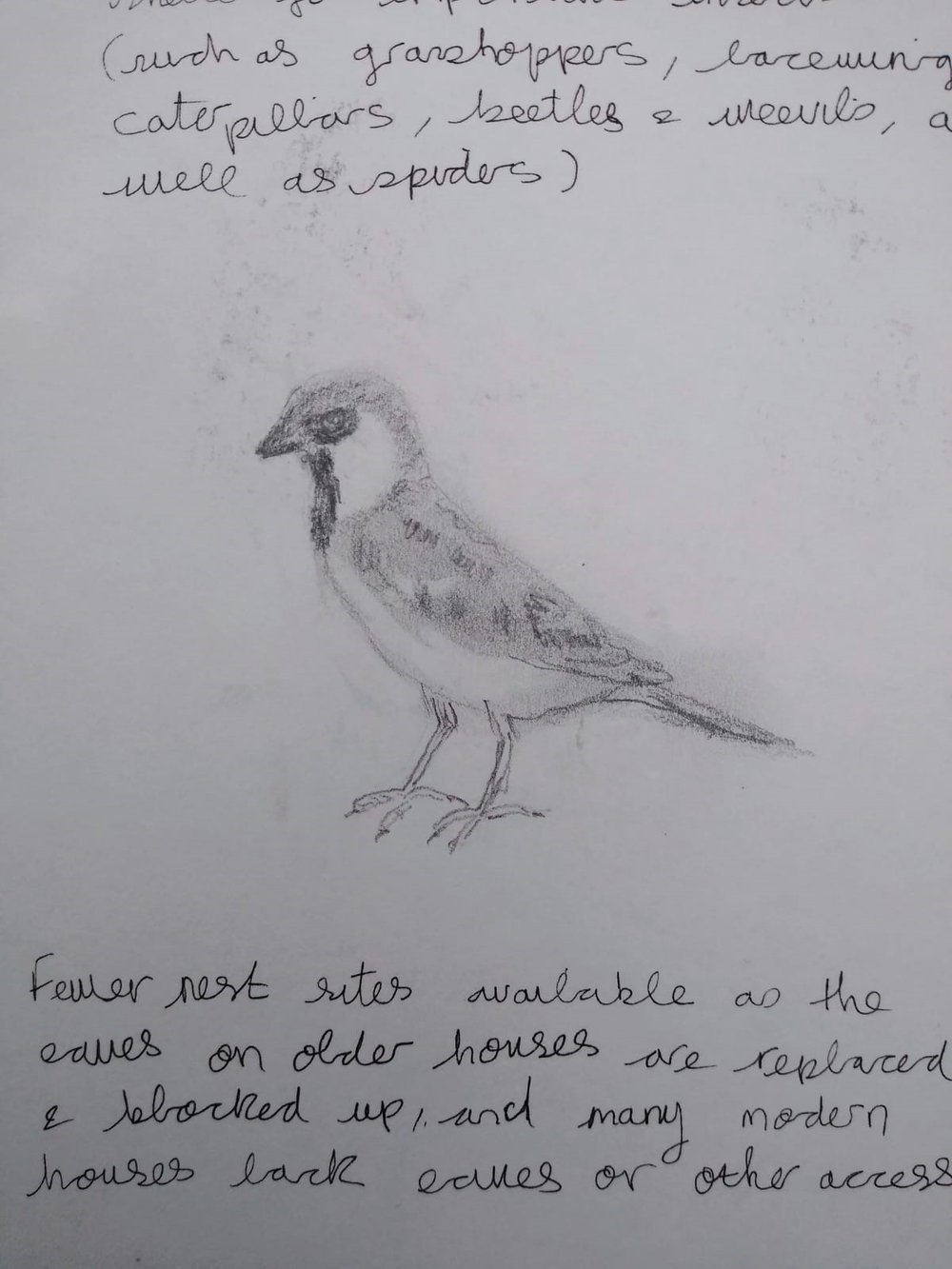 Study of a House Sparrow from Jill Poole Art