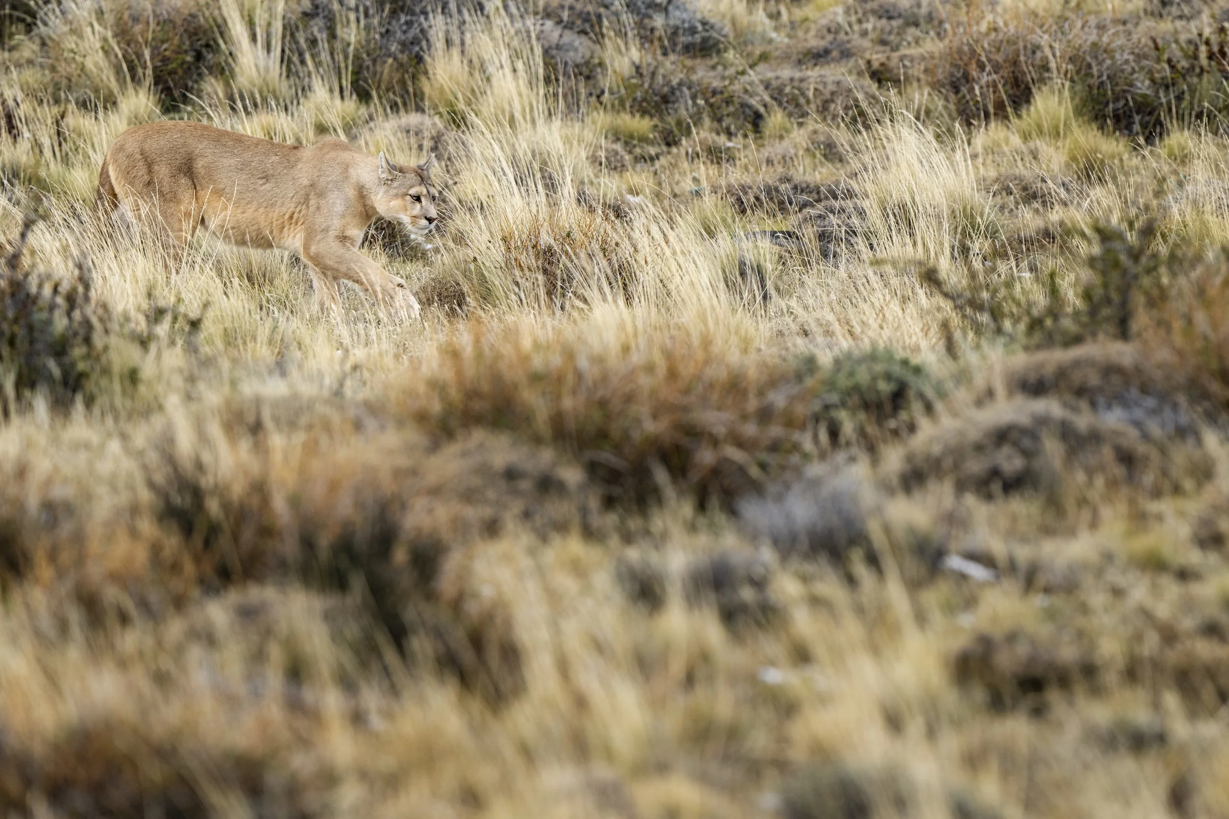 _DSC2061.jpg