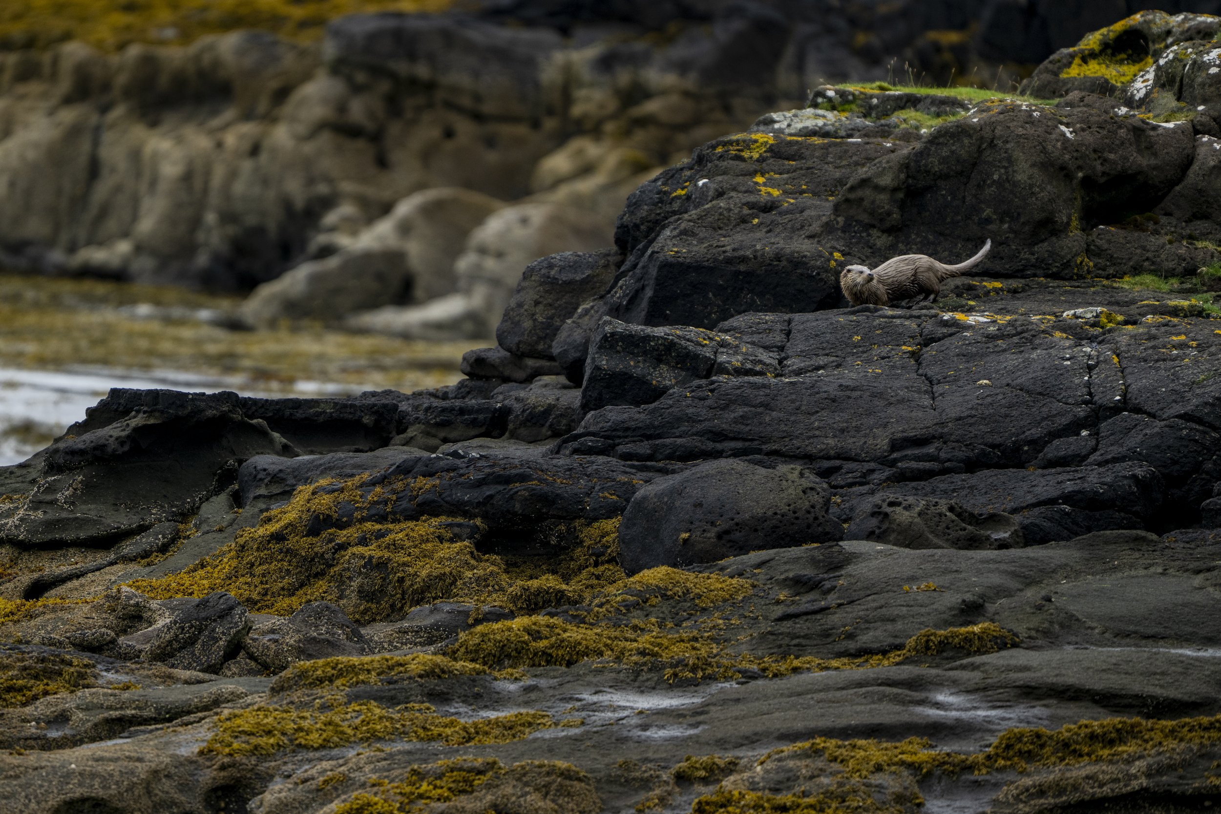 _DSC8612.jpg