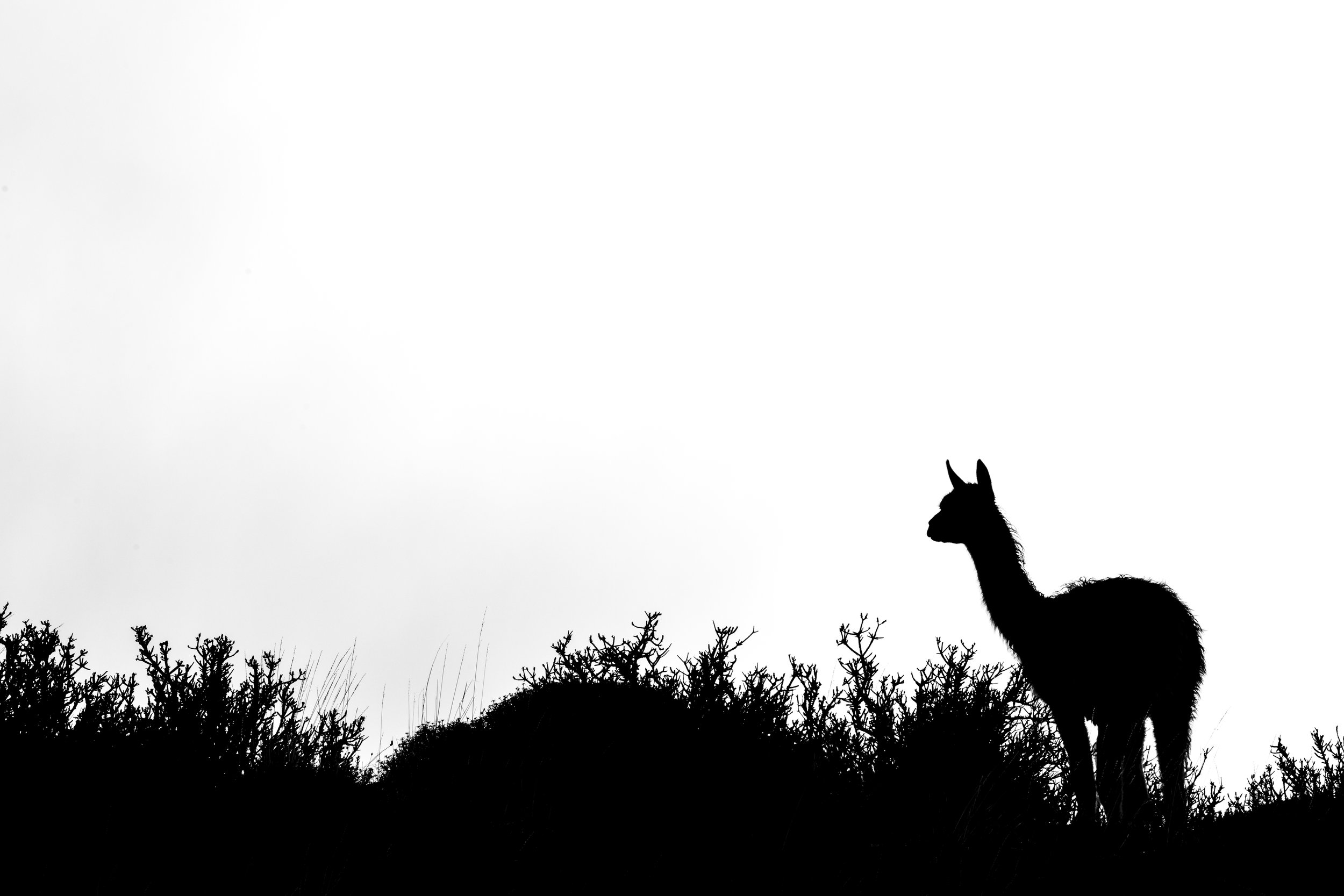 _DSC1630.jpg
