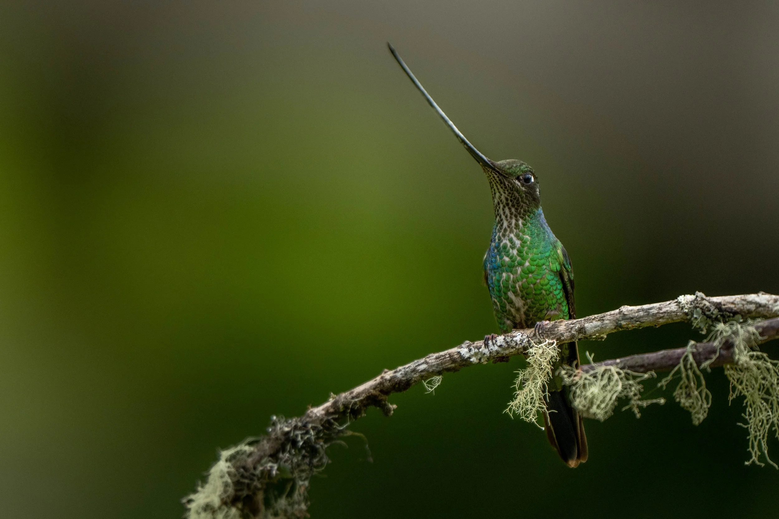 DSC_7302.jpg