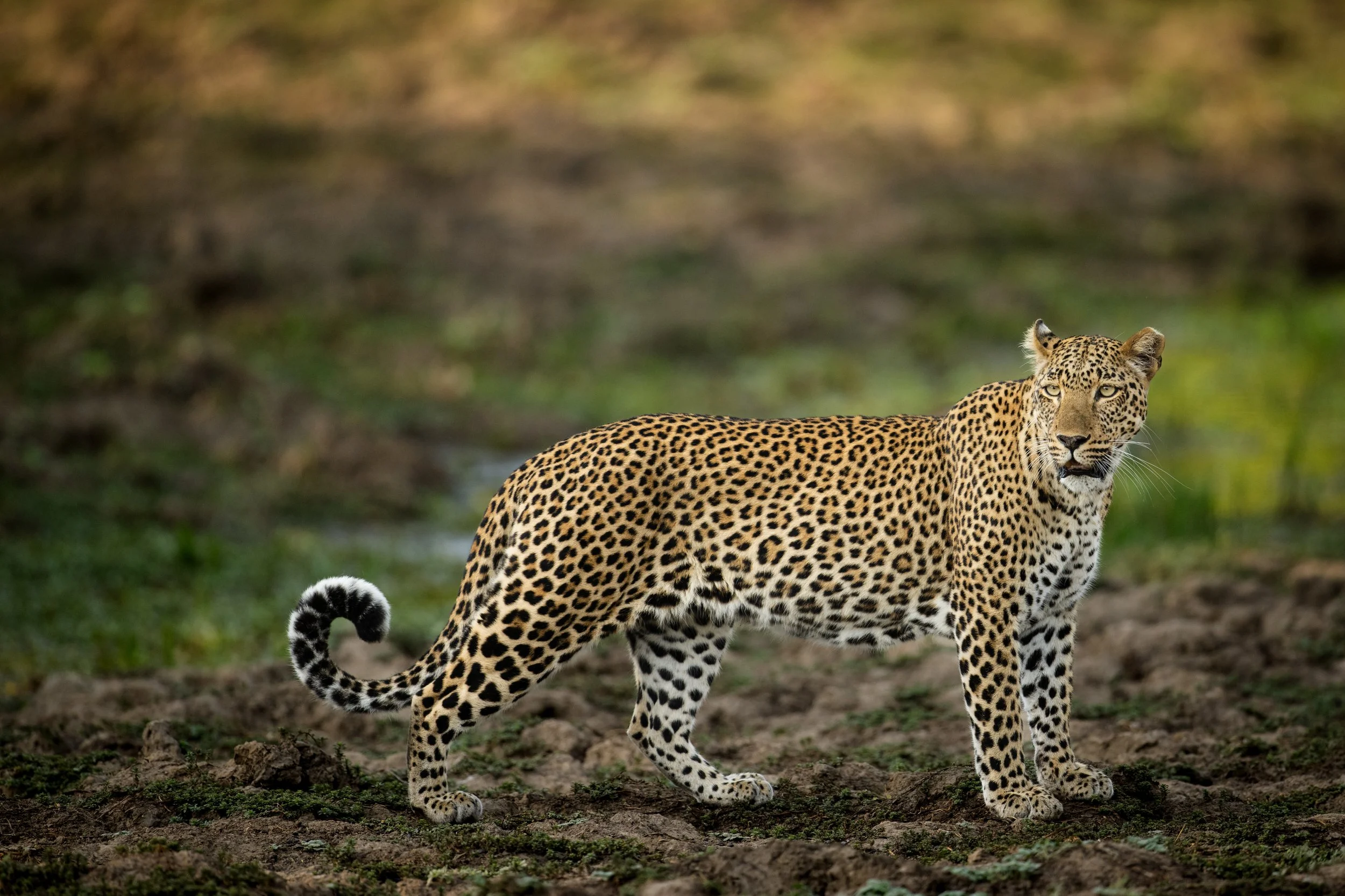 _DSC7878.jpg