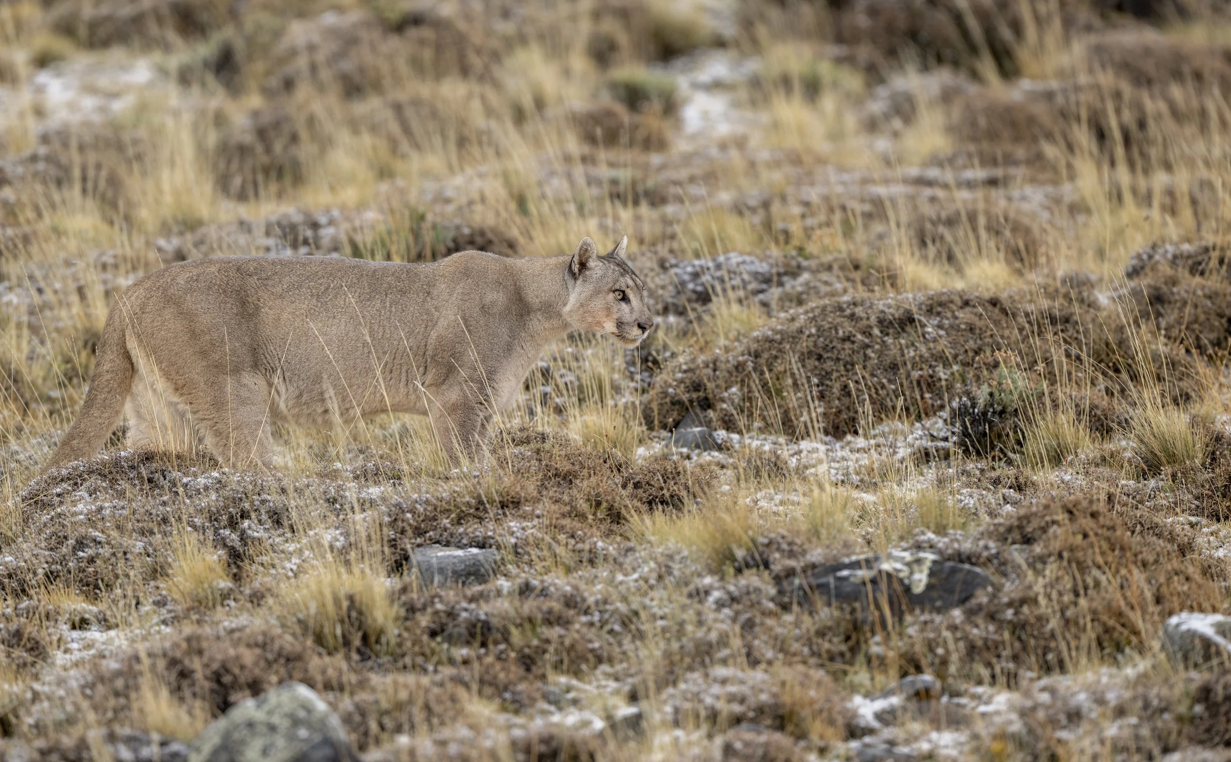 _DSC1011.jpg