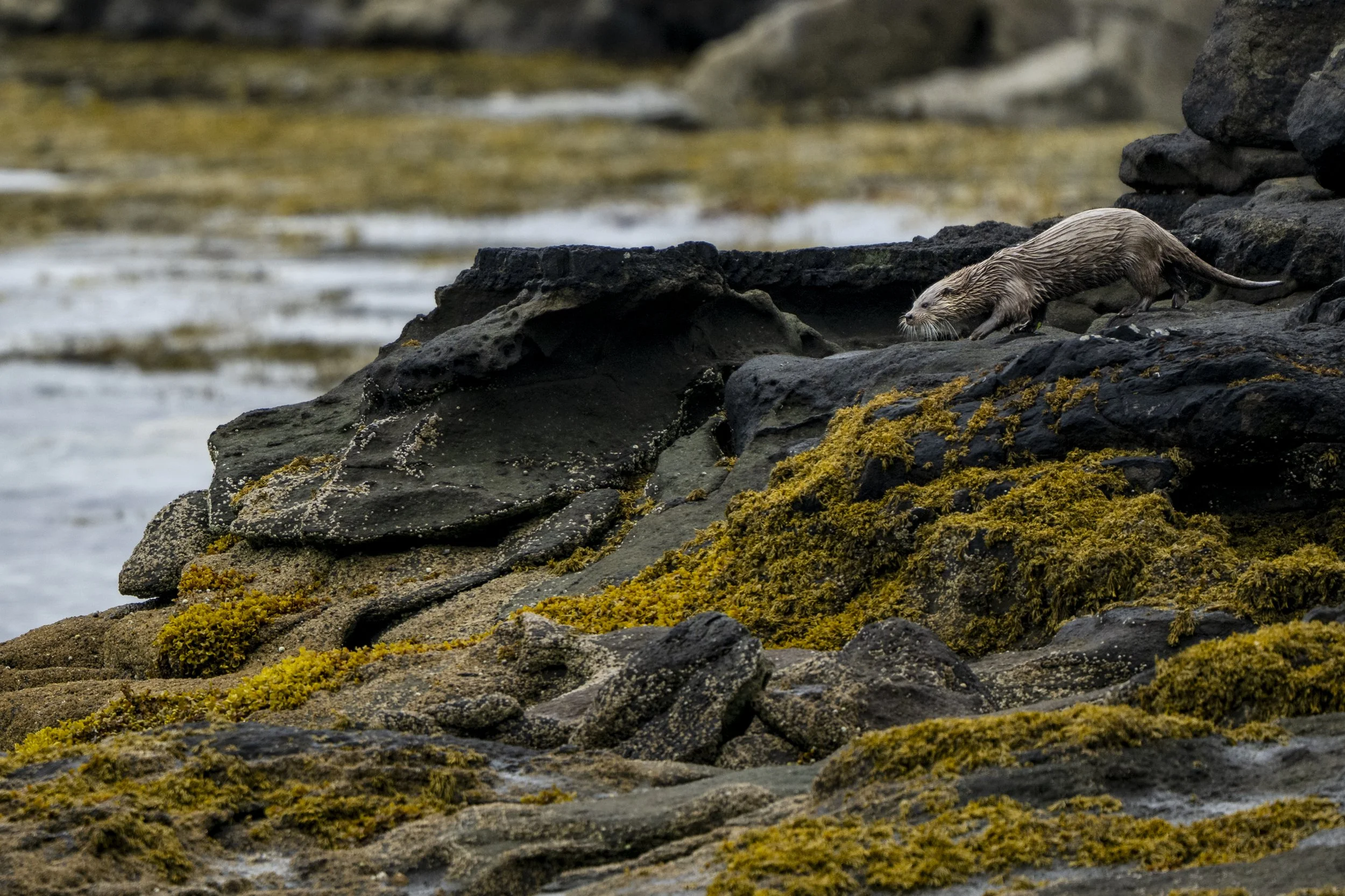 _DSC8625.jpg