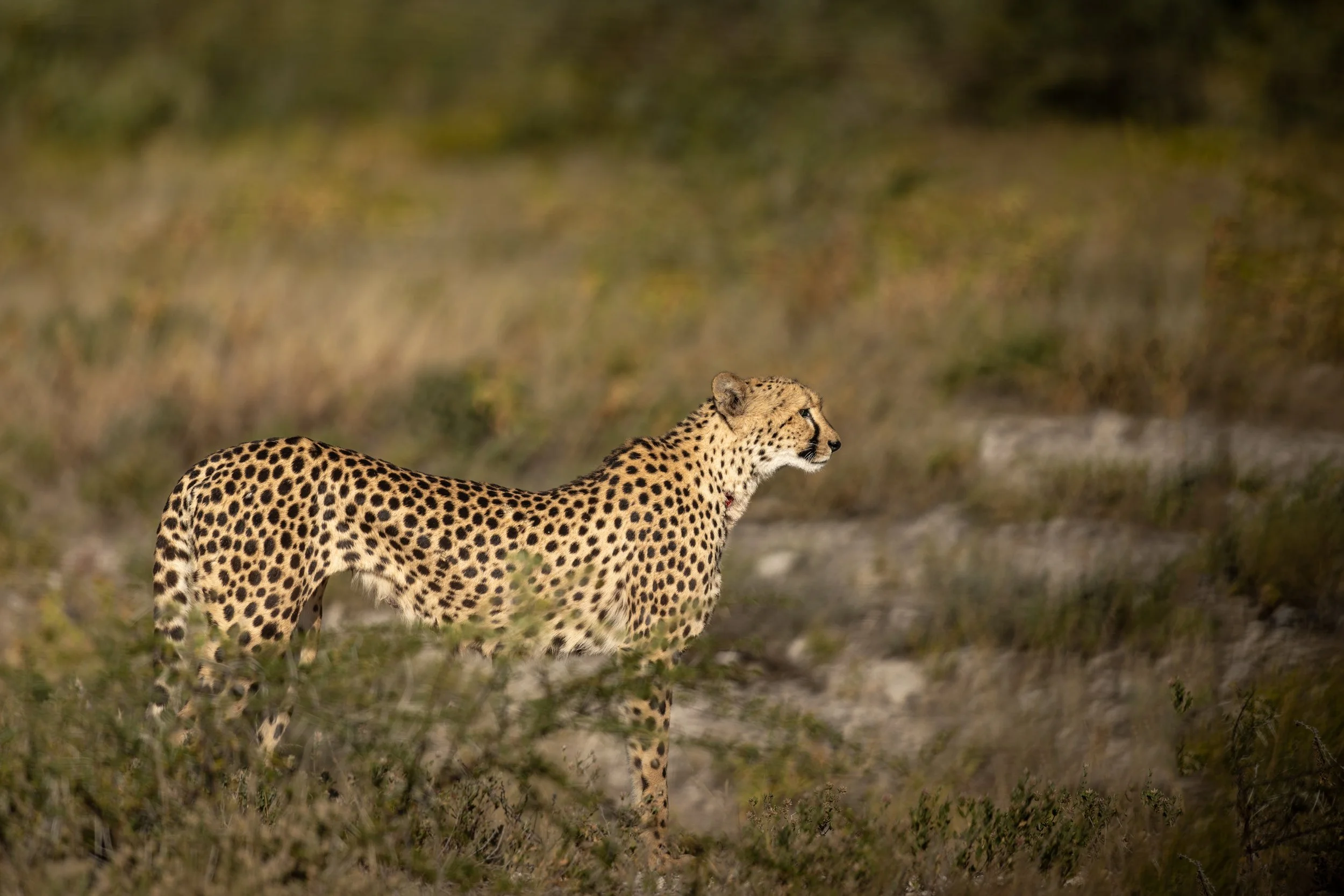 _DSC4286.jpg