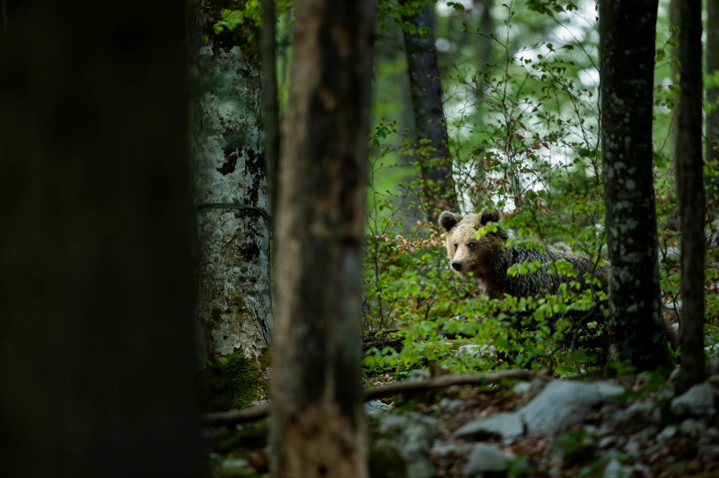 _ND40991-Edit.jpg