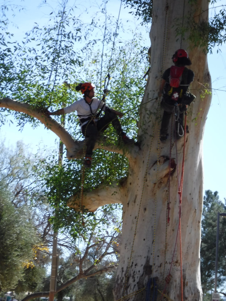 Arborists-climbing-eucalyptus-tree.png