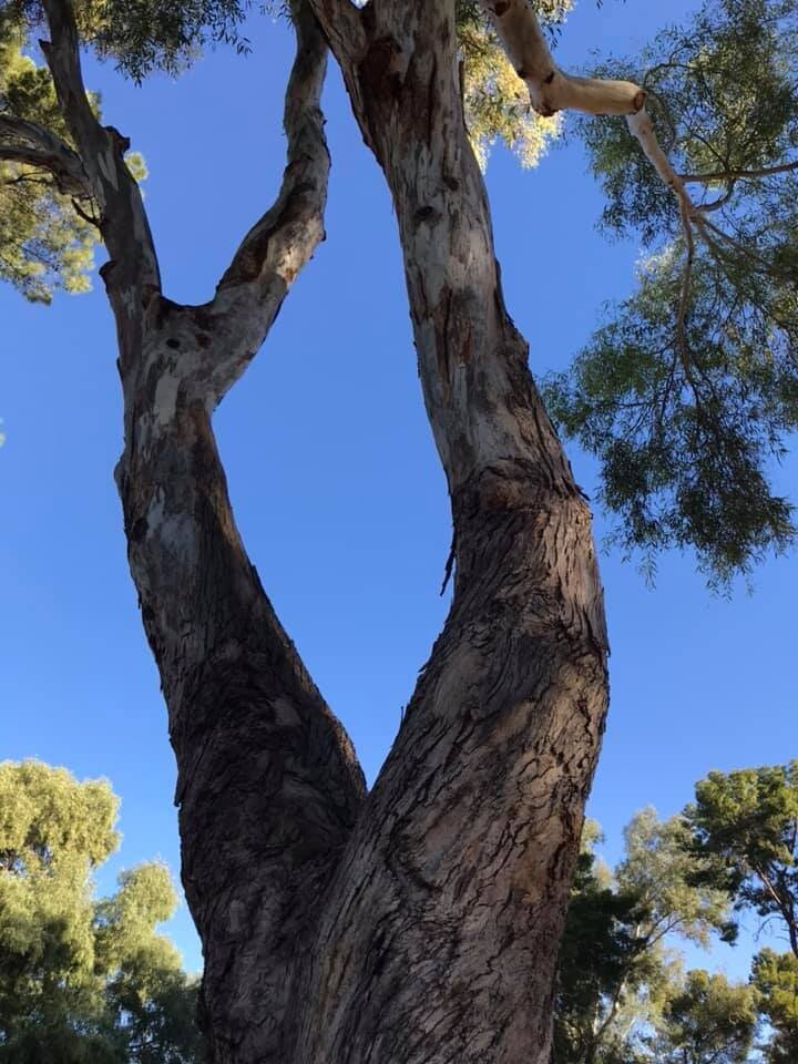 ingvi-tree-looking-up.jpg