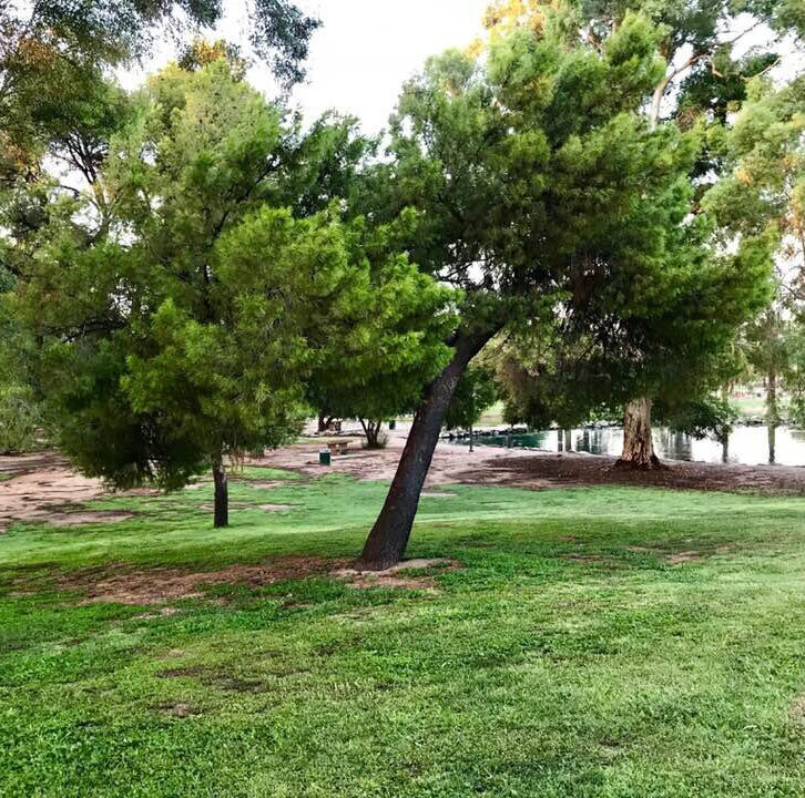 ingvi-trees-and-grass.jpg