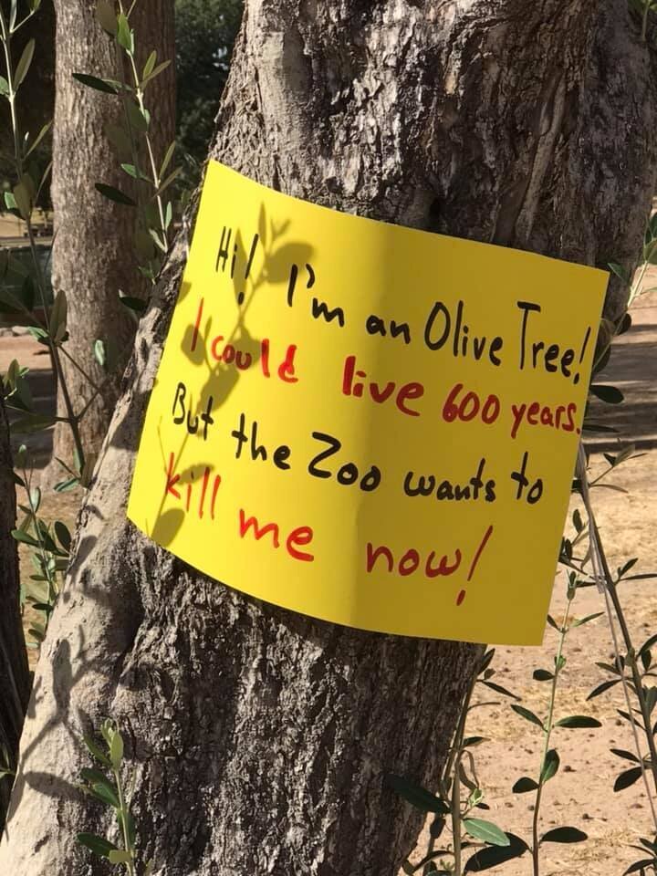 olive-tree-sign.jpg