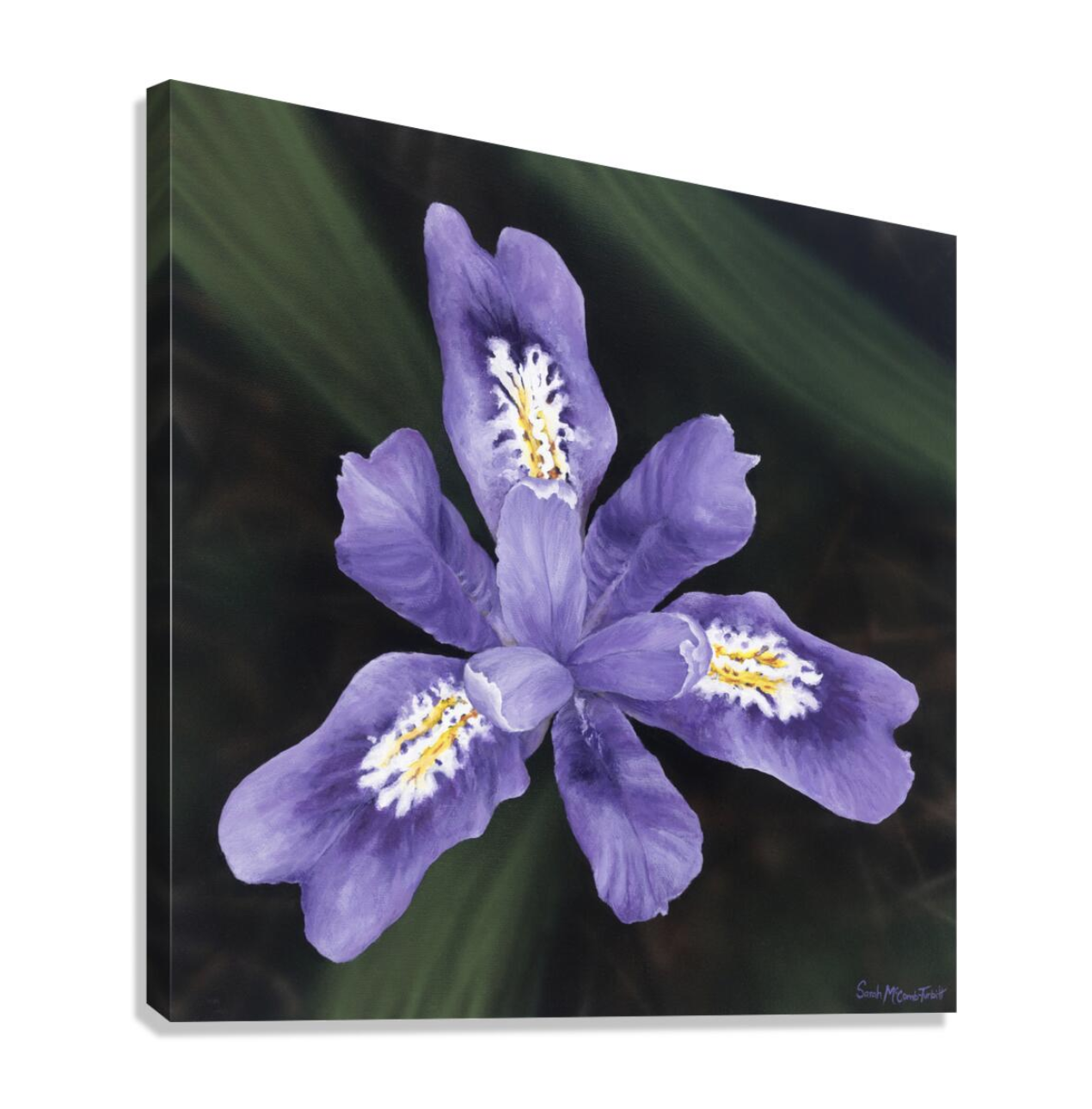 Peninsula Purple