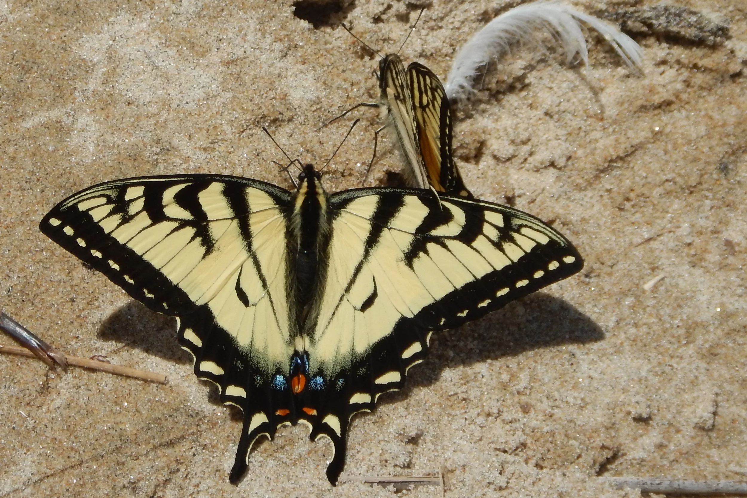 marsha_courtney_eastern_tiger_swallowtail_DSCN2212.JPG
