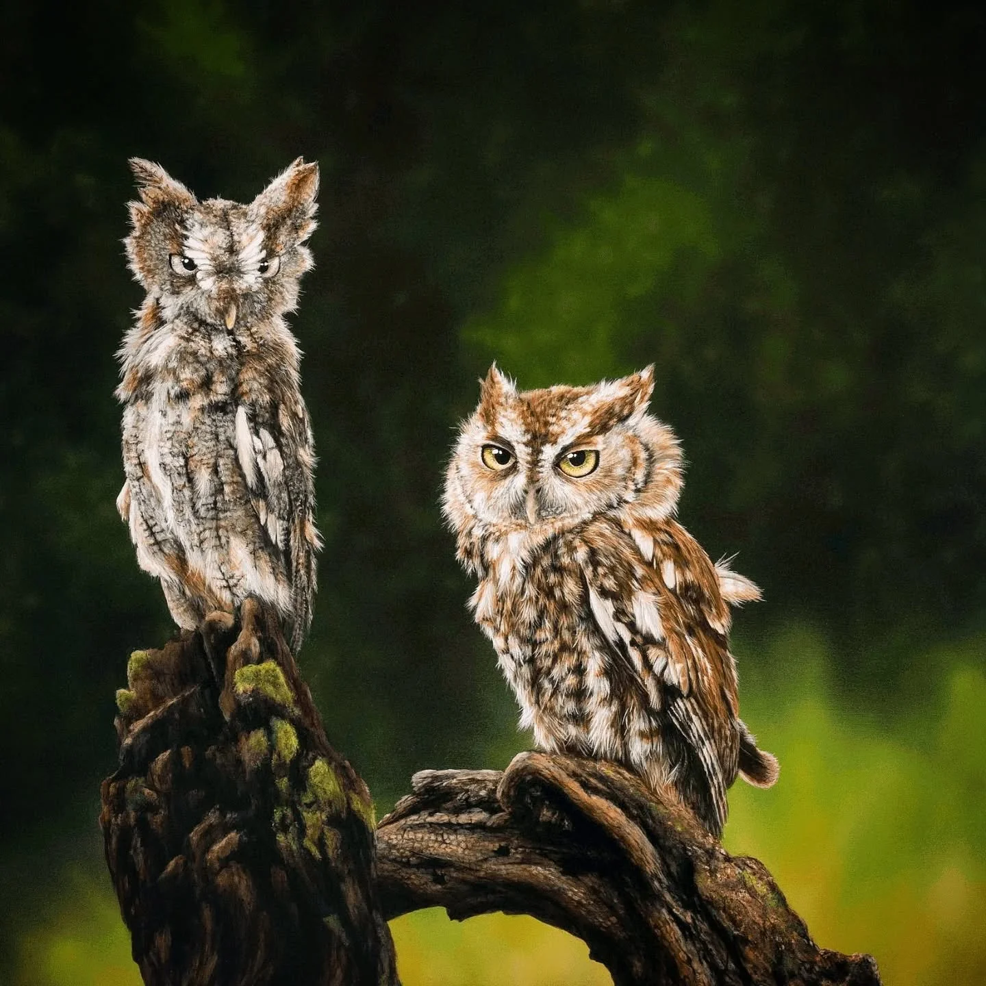 Today's the day!! The Great Backyard Bird Count begins!! 

Over this weekend from February 13-16th join the world in connecting to our feathered friends! This global bird count happens every February, watch the map light up with life at birdcount.org