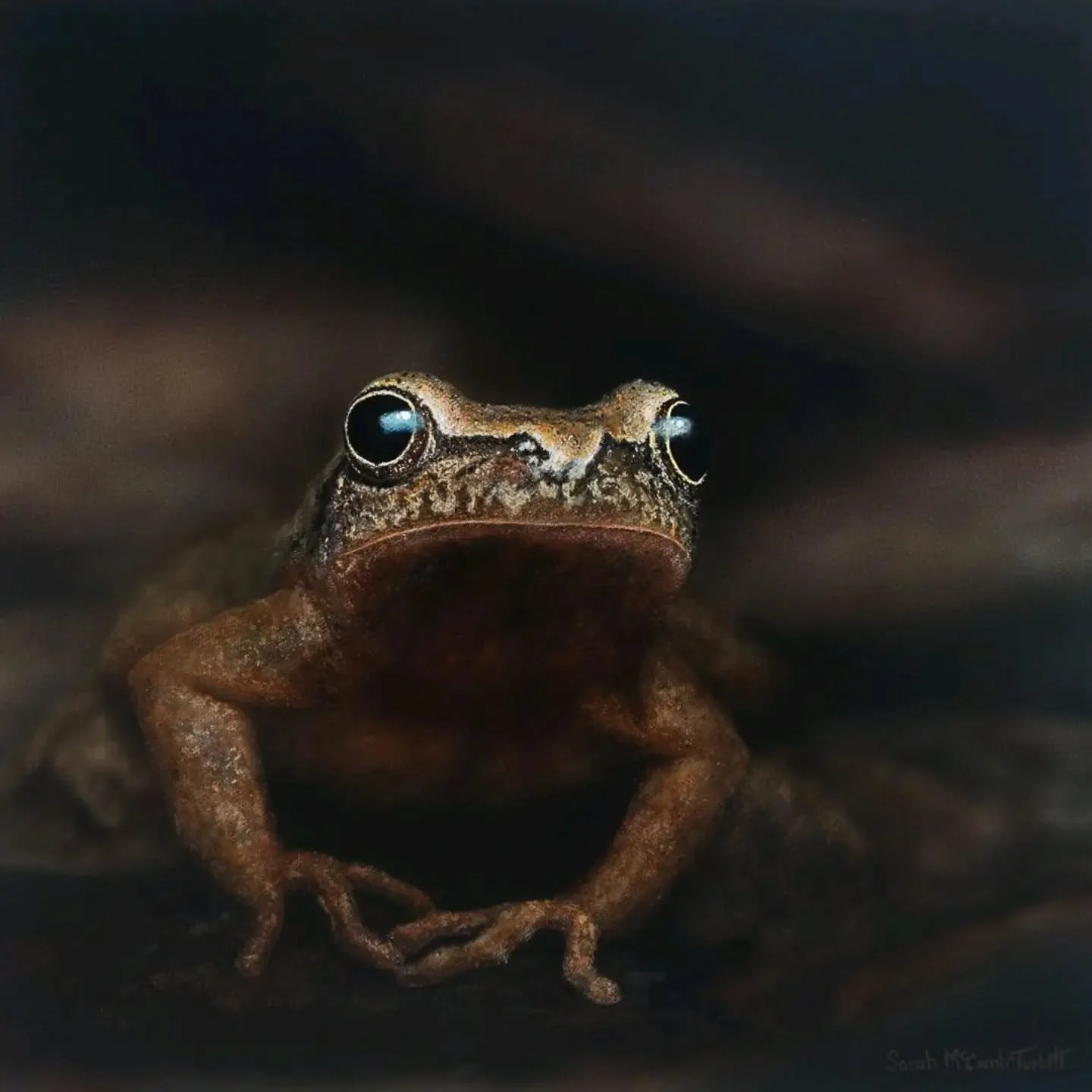 An extra warm welcome to spring! These little frogs are all over the place around our new house, and a huge thank you to Ryan Wolfe for the incredible reference. What a fun one to paint! 

&lsquo;Sneak Peep&rsquo; - OSFN Collection # 14 - 14"x14