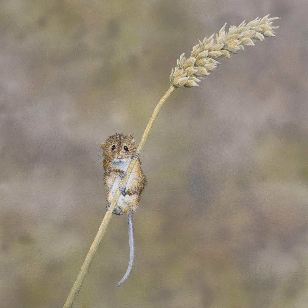 Balanced on the Breeze