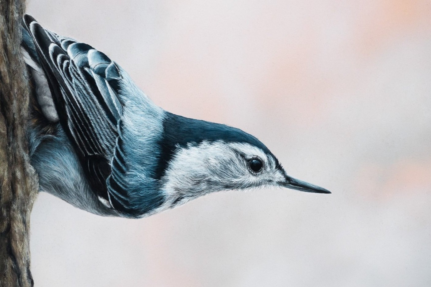 nuthatch_web-00199.jpg