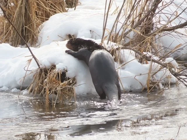 *River_Otter_Bernice_Wood_IMG_6852.JPG