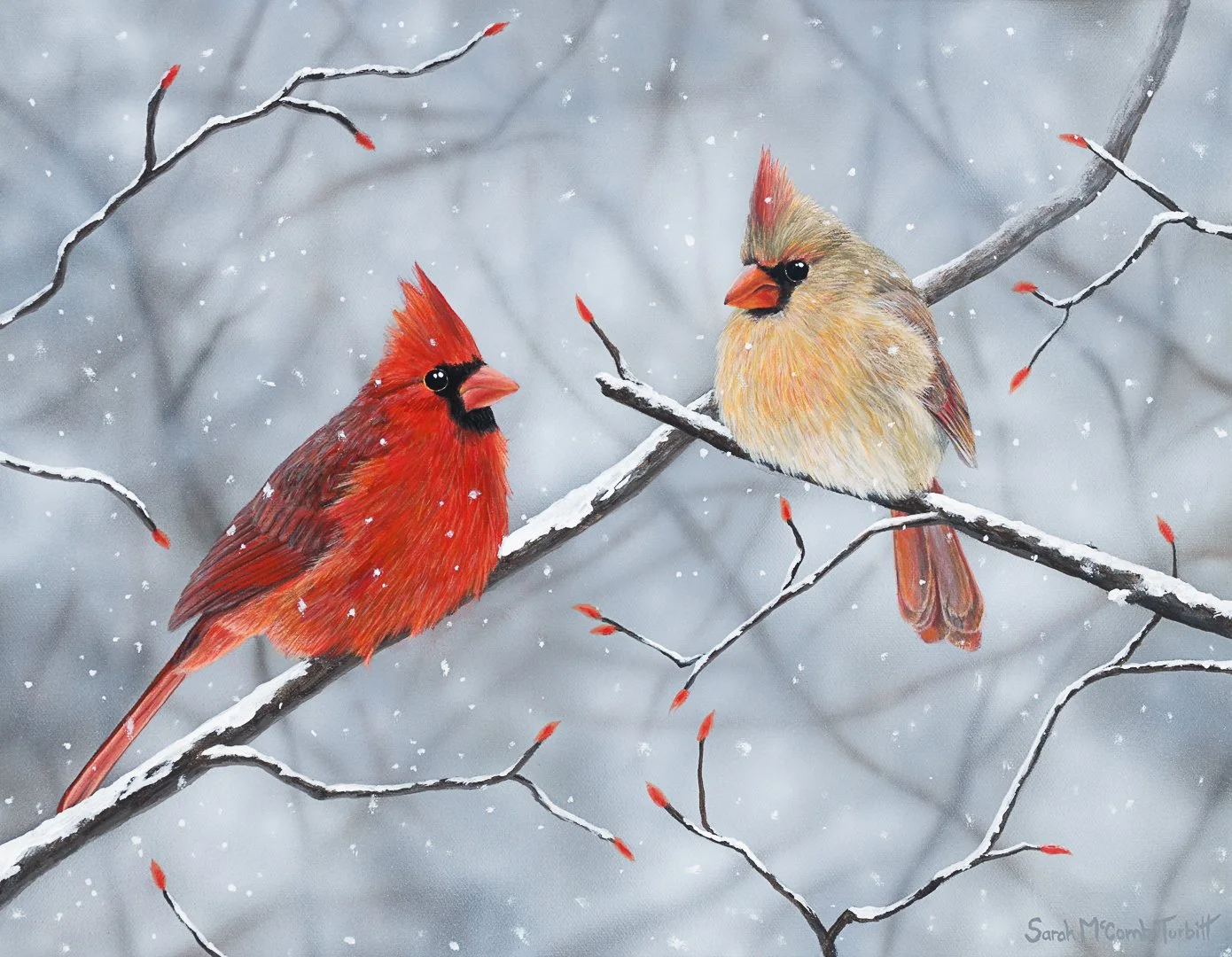 2609_OSFN_cardinal_SarahMcCombTurbitt_web.jpg (Copy)