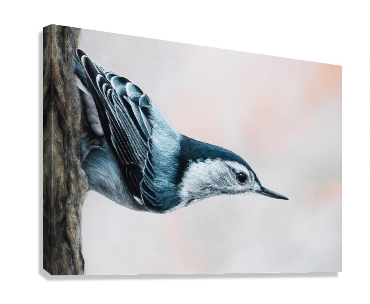 White-breasted Nuthatch