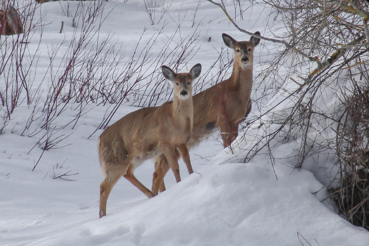 deer_LM.png