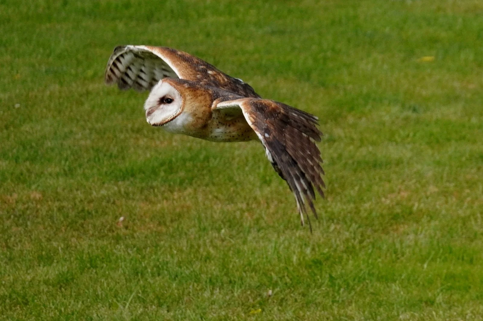 Barn Owl_Marsha Courtney_DSC04984.JPG
