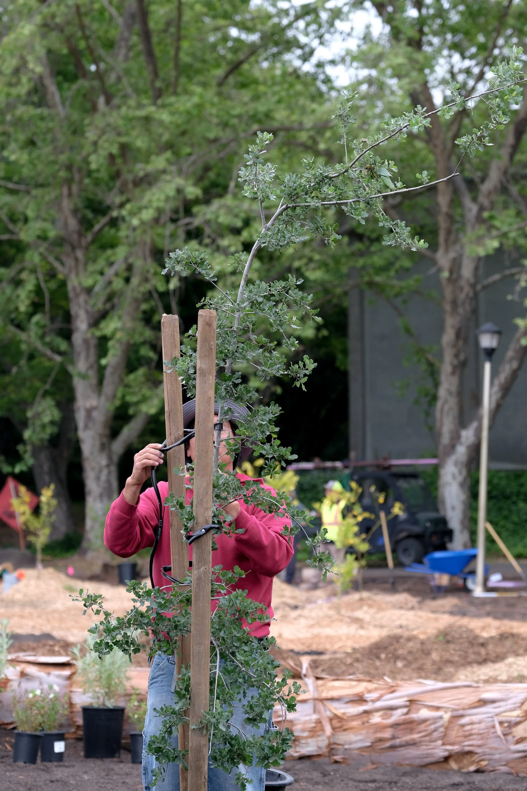 ReScape 05-07-25 - Sonoma State University_-007.jpg