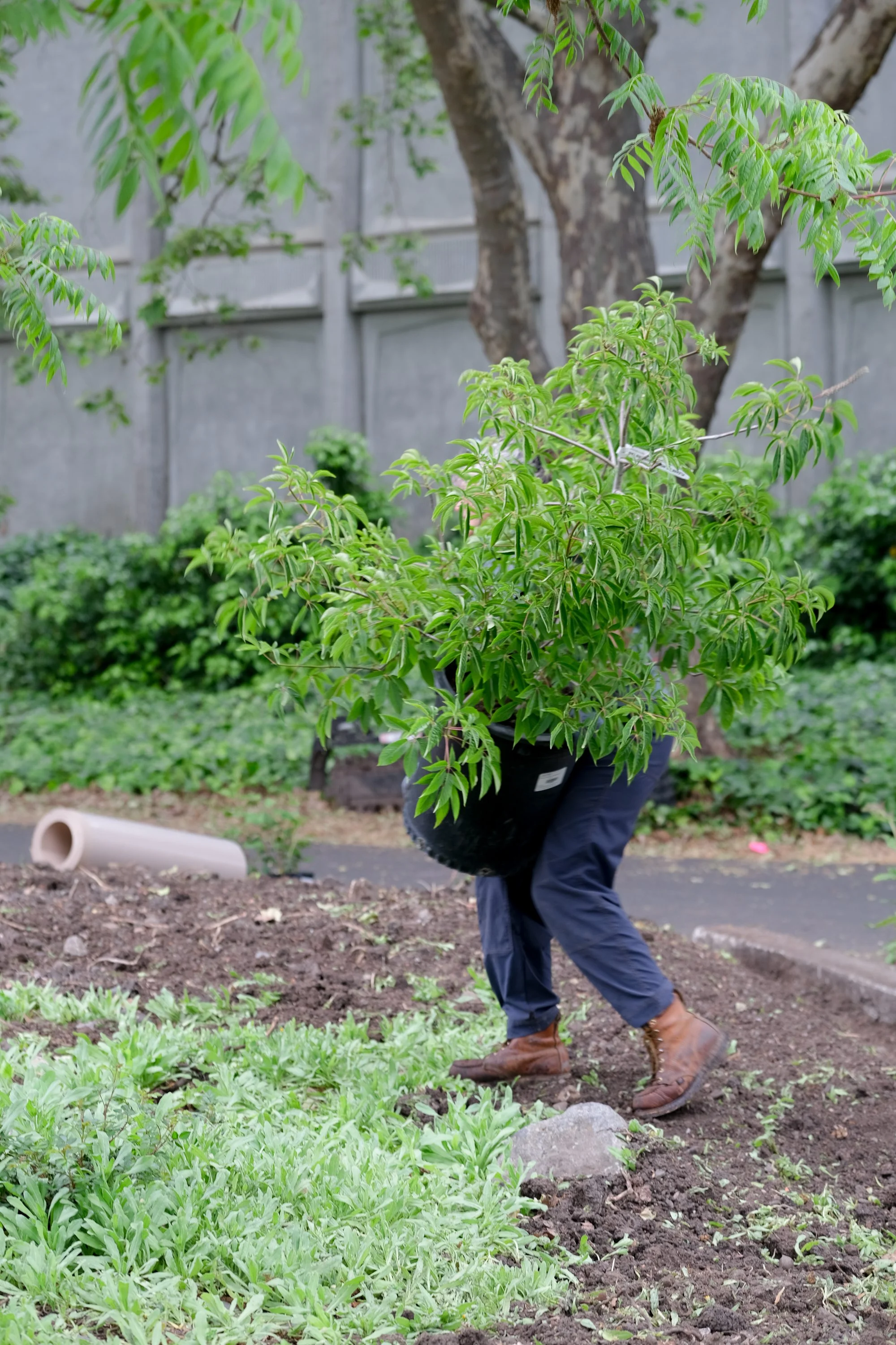 ReScape 05-07-25 - Sonoma State University_-019.jpg