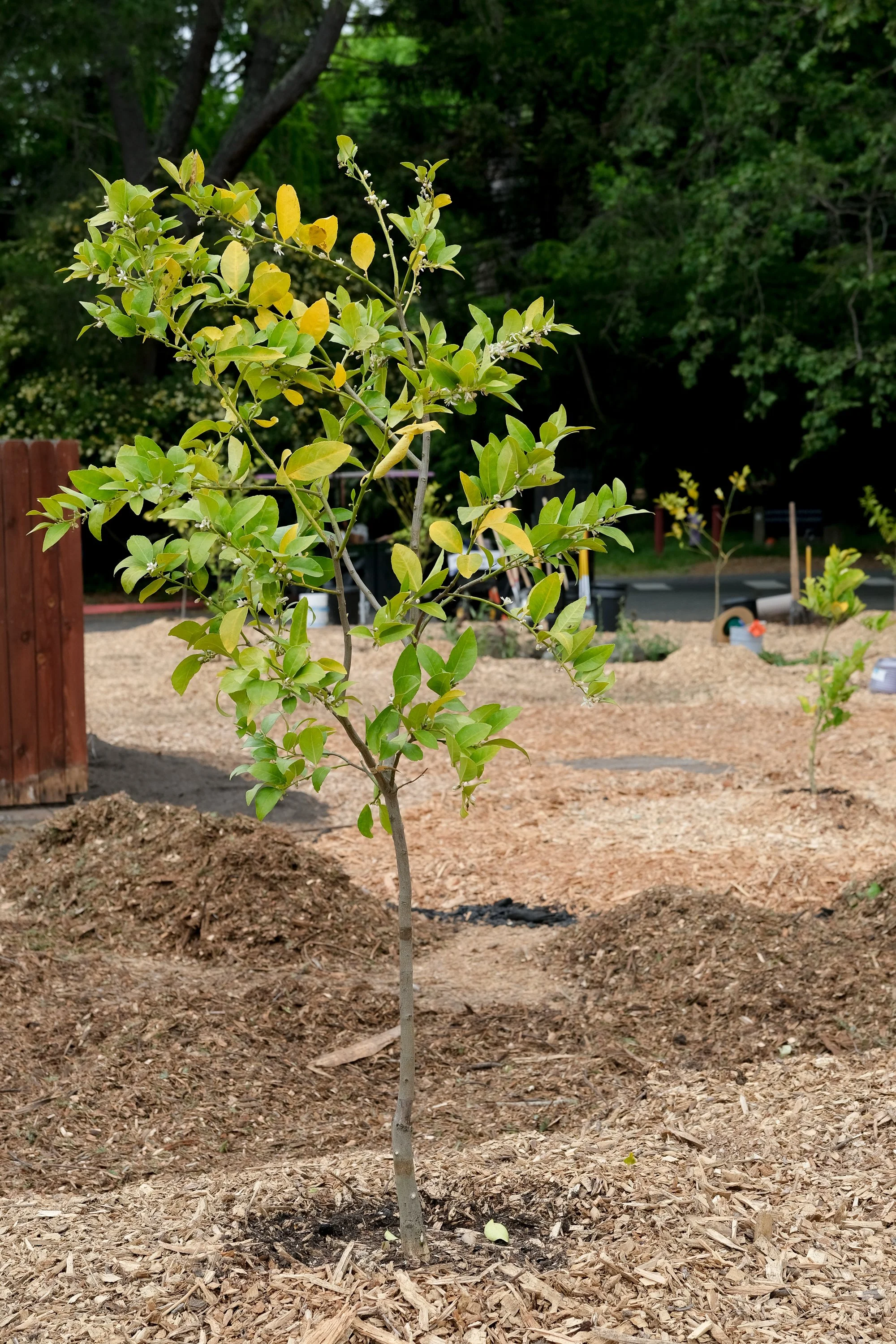 ReScape 05-07-25 - Sonoma State University_-079.jpg