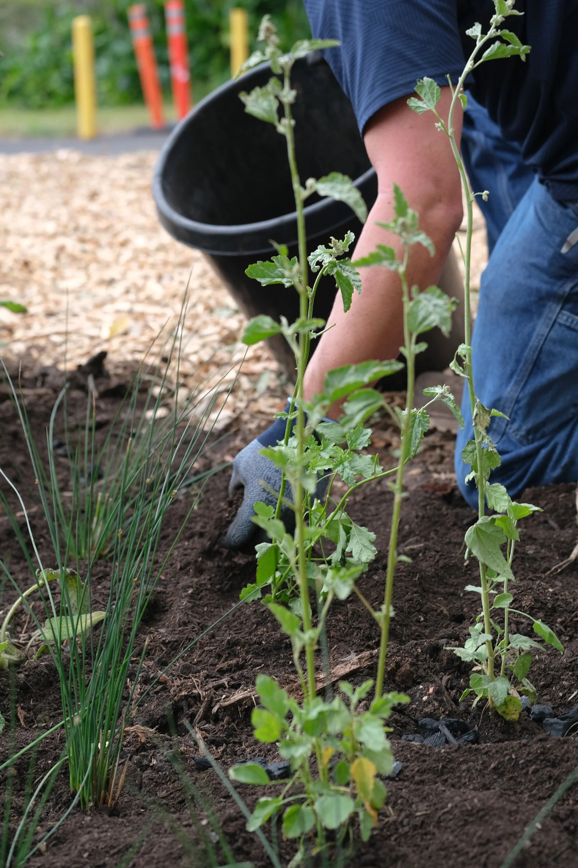 ReScape 05-07-25 - Sonoma State University_-060.jpg