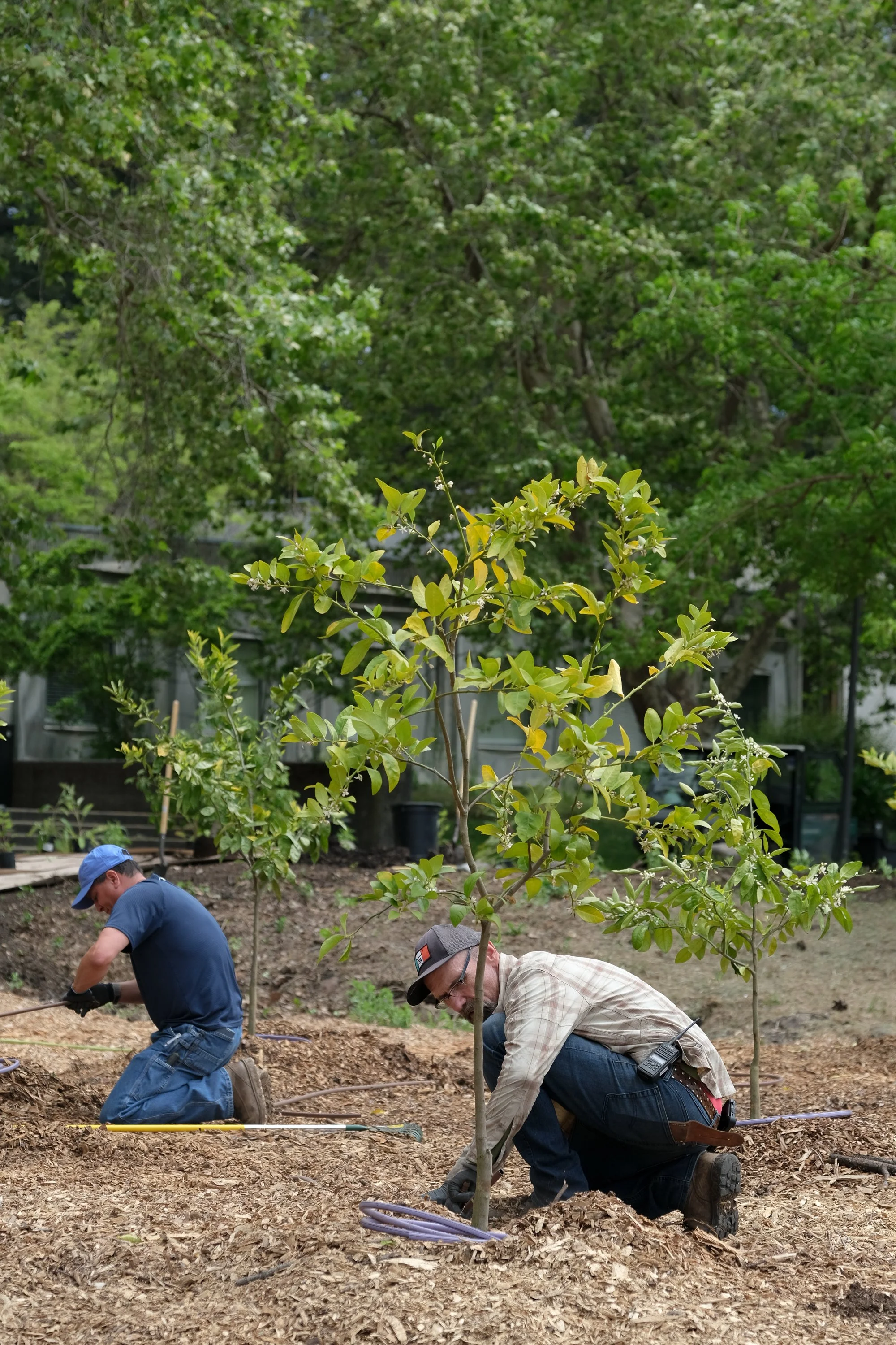 ReScape 05-07-25 - Sonoma State University_-140.jpg