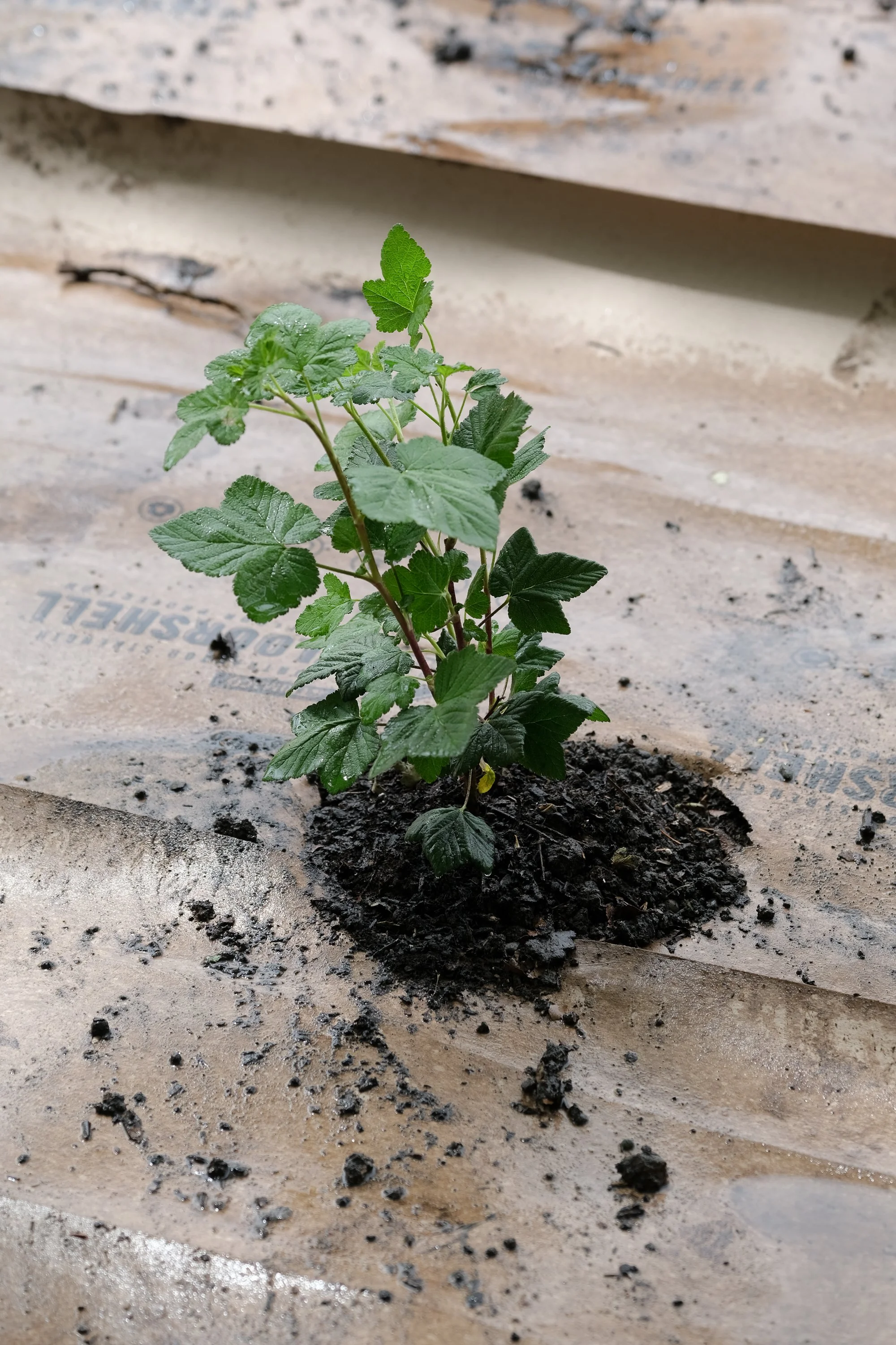 ReScape 05-07-25 - Sonoma State University_-155.jpg