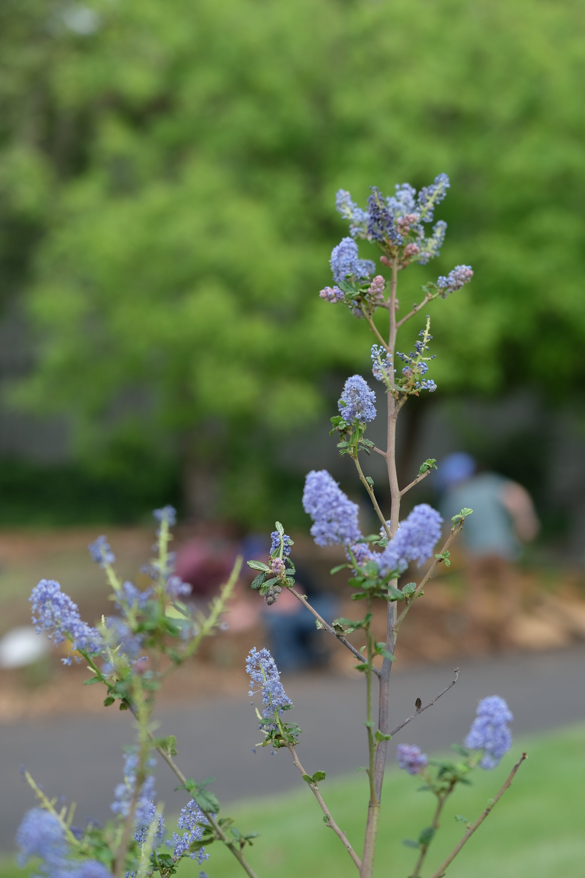 ReScape 05-07-25 - Sonoma State University_-195.jpg