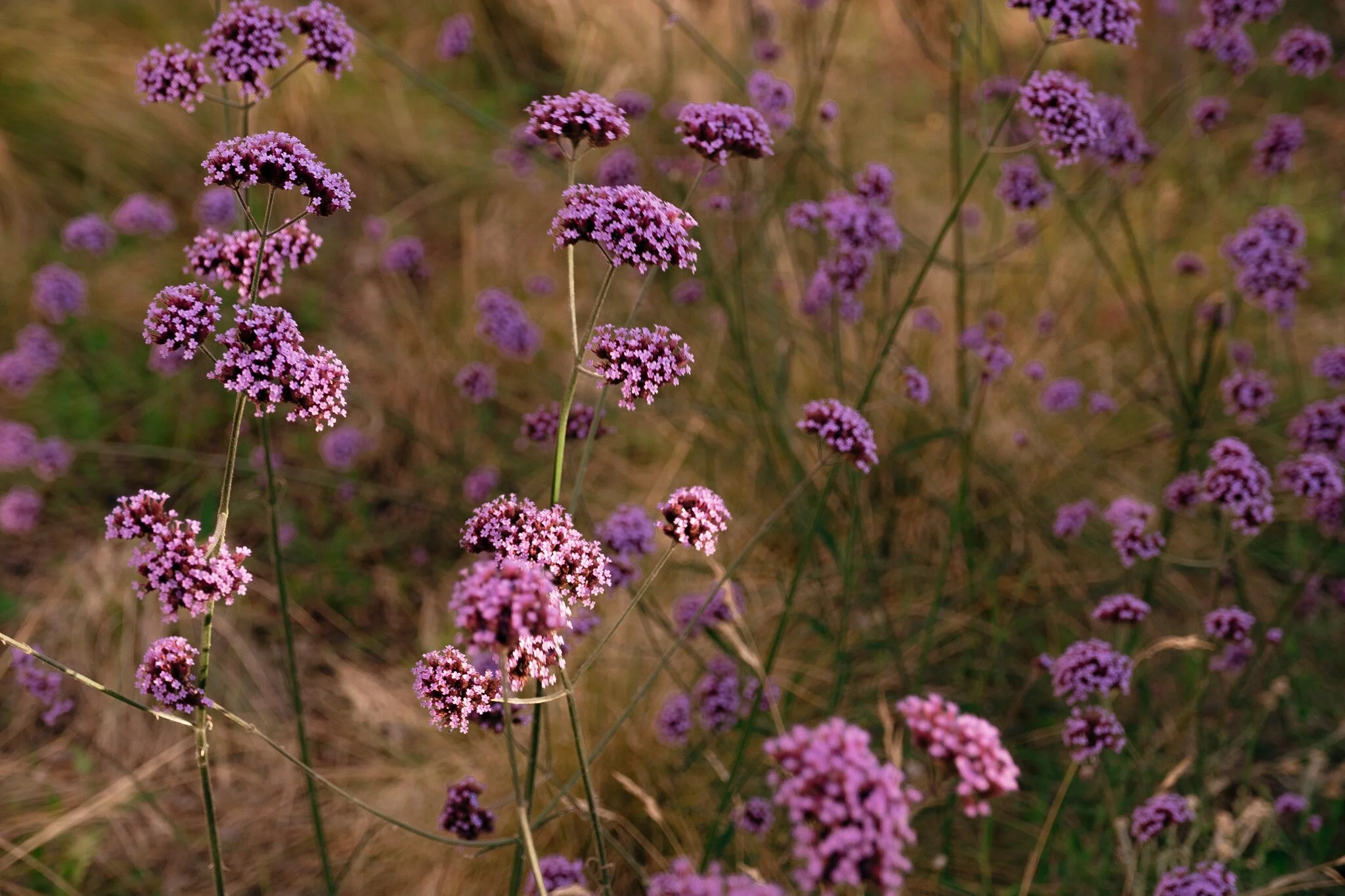 EmeryvilleGreenway-31 copy.jpg