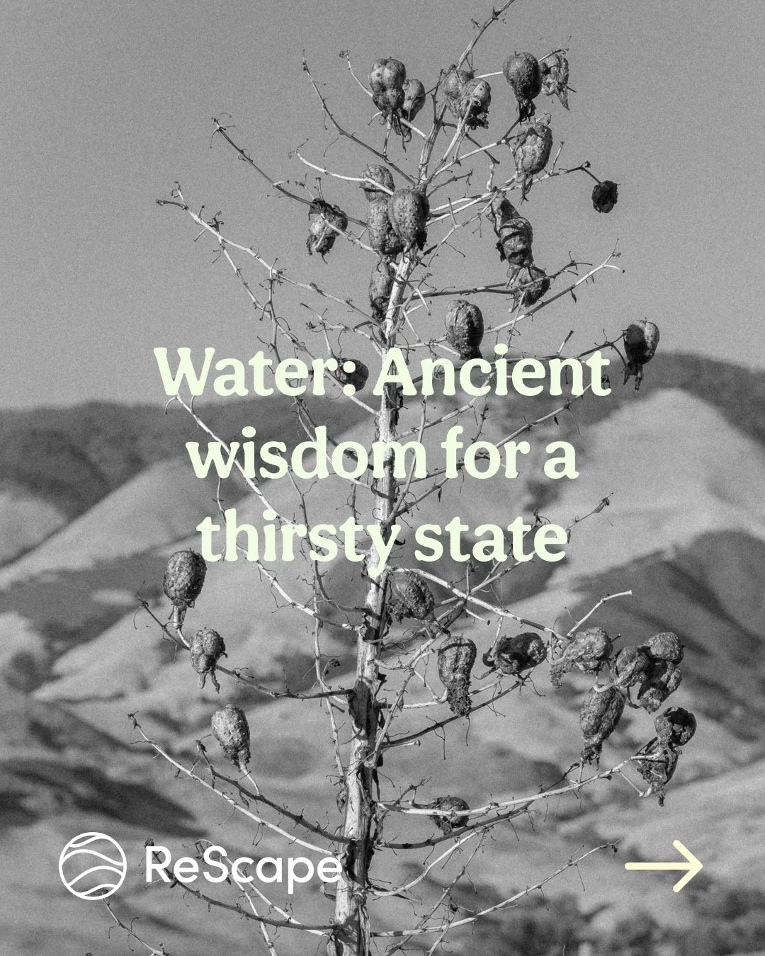 To build a climate-resilient future, we must honor and adopt the sophisticated water management practices of Indigenous communities, who have successfully navigated California&rsquo;s unique hydrology for millennia. 

In a recent article in @prolands
