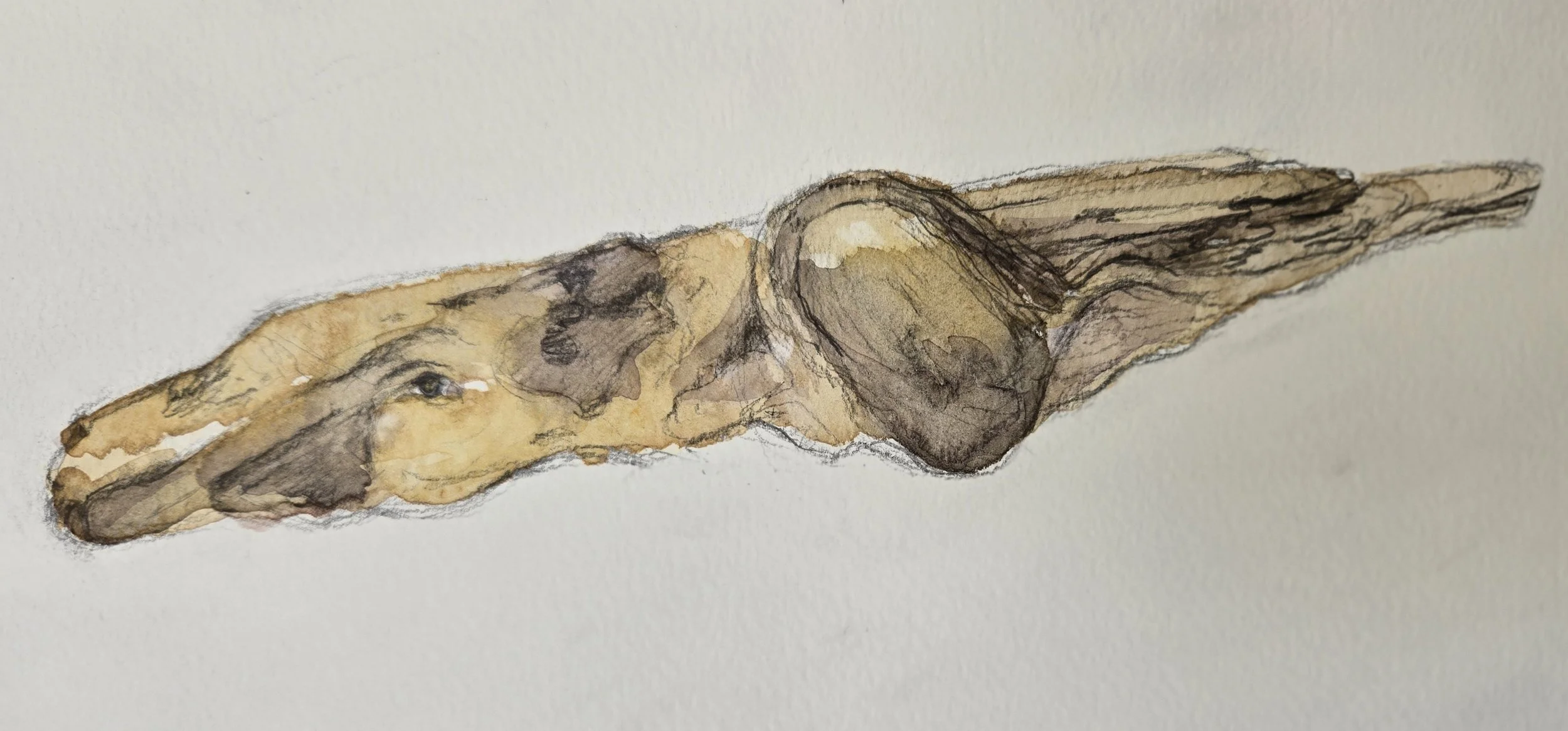 "Young Whale Wood"
Watercolor on paper
6" x 12"
(Available)
