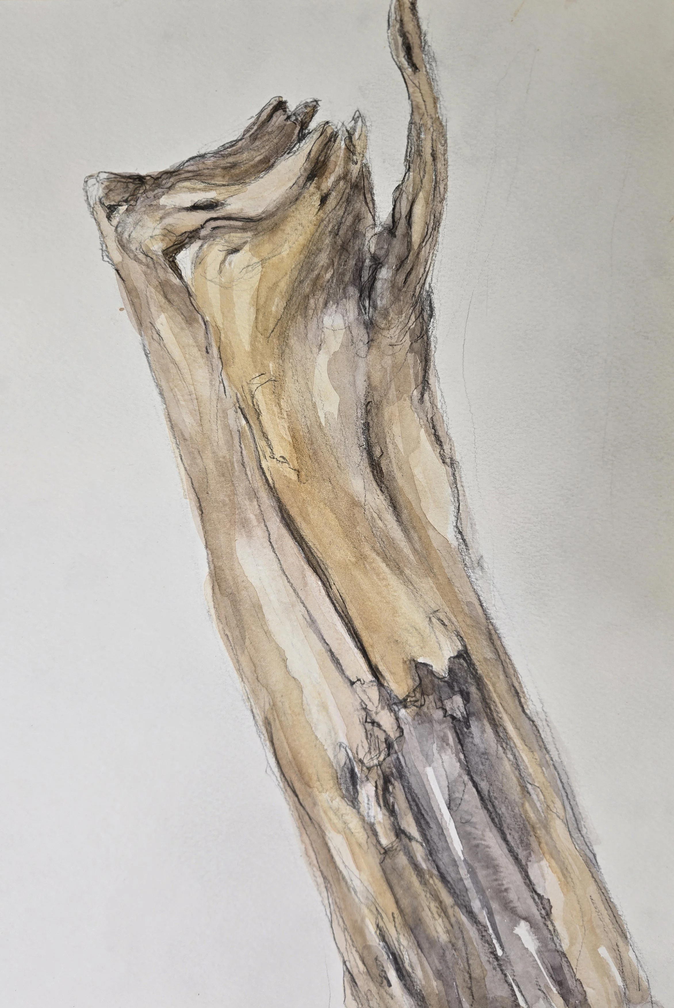 "Praise Wood"
Watercolor on paper
15" x 11"
(Available)