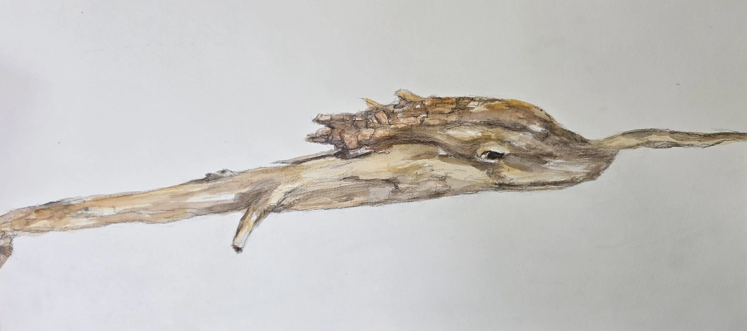 "Shark Wood"
Watercolor on paper
12" x 24"
(Available)