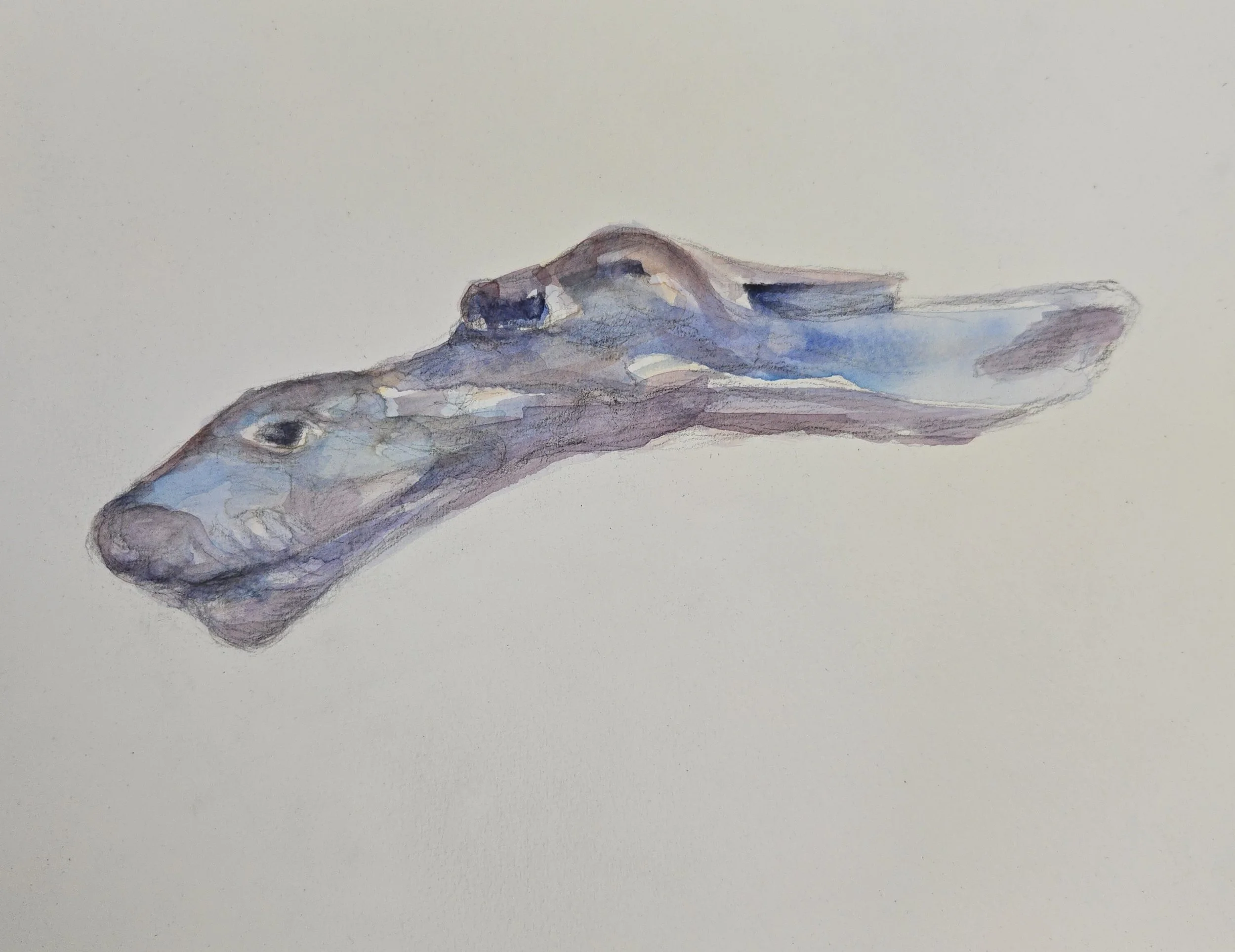 "Blue Seal Wood"
Watercolor on paper
9" x 12"
(Available)
